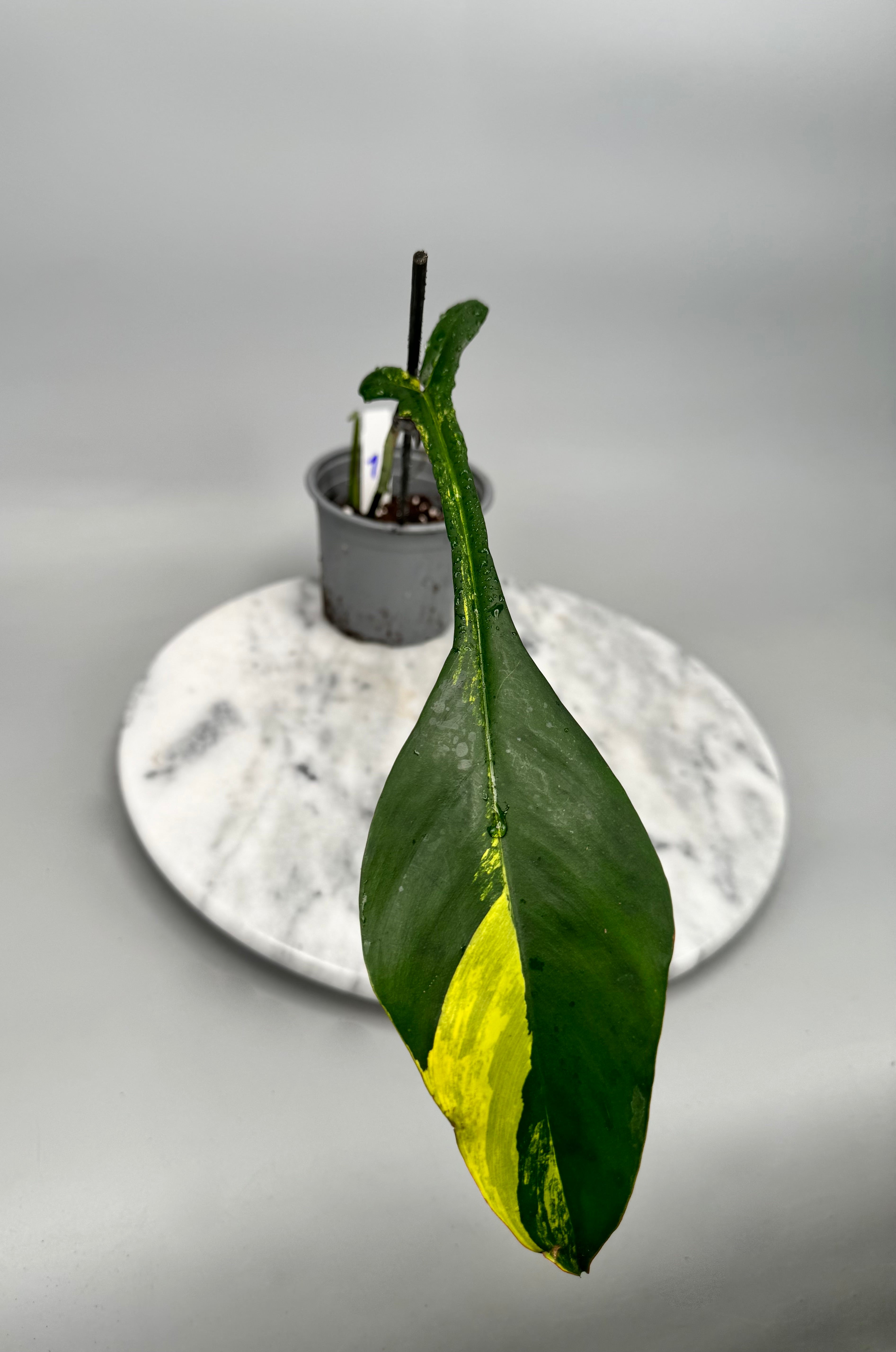 Philodendron joepii Variegated (Fresh Head Cutting) nr 1
