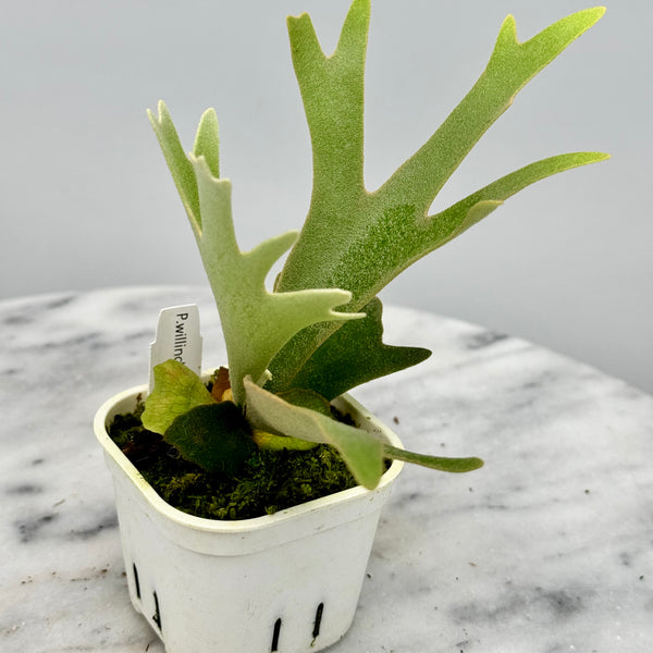 ビカクシダ platycerium willinckii omg original Platycerium Willinckii 'OMG' | Welovetropicalplants