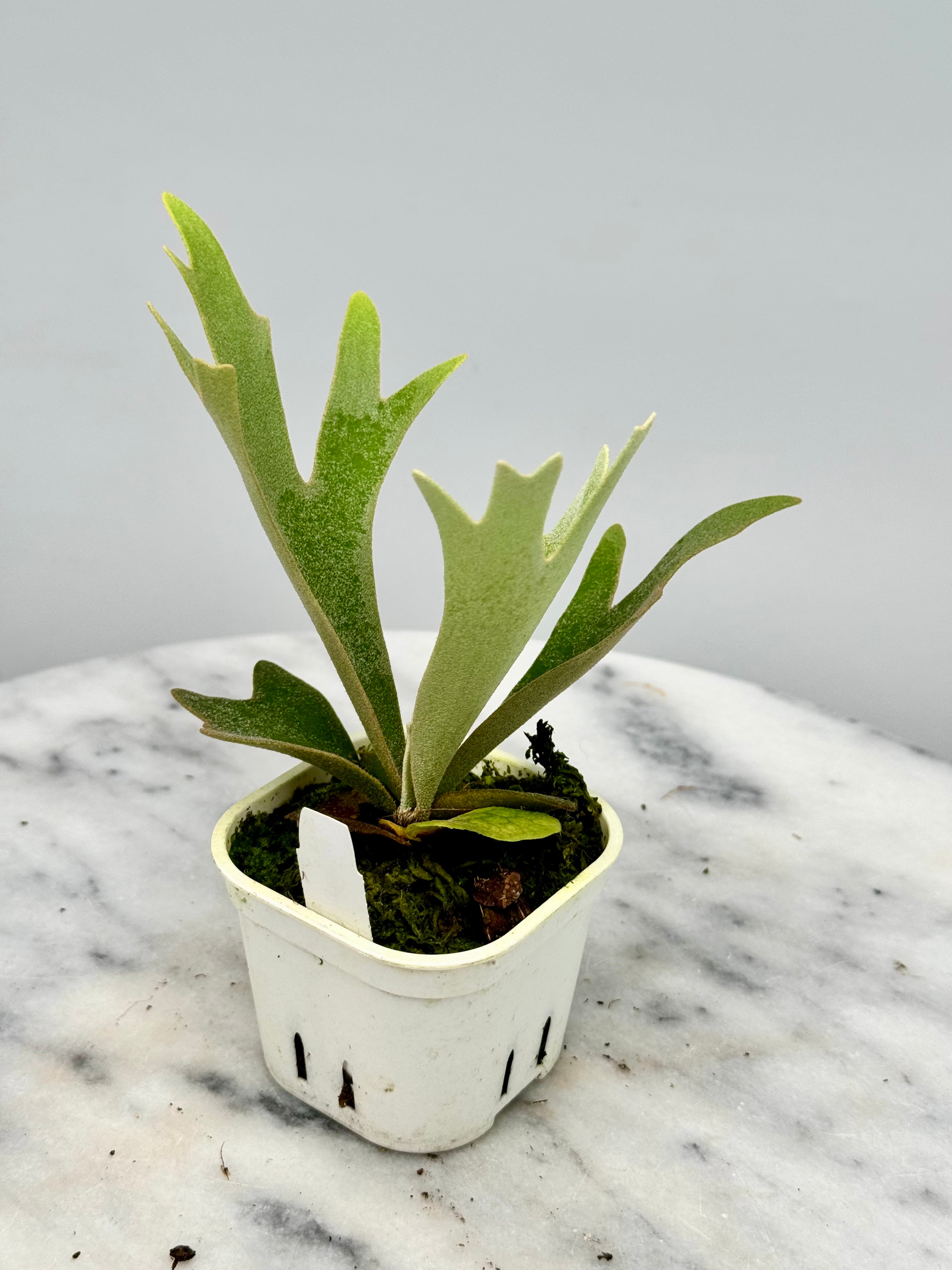 Platycerium willinckii 