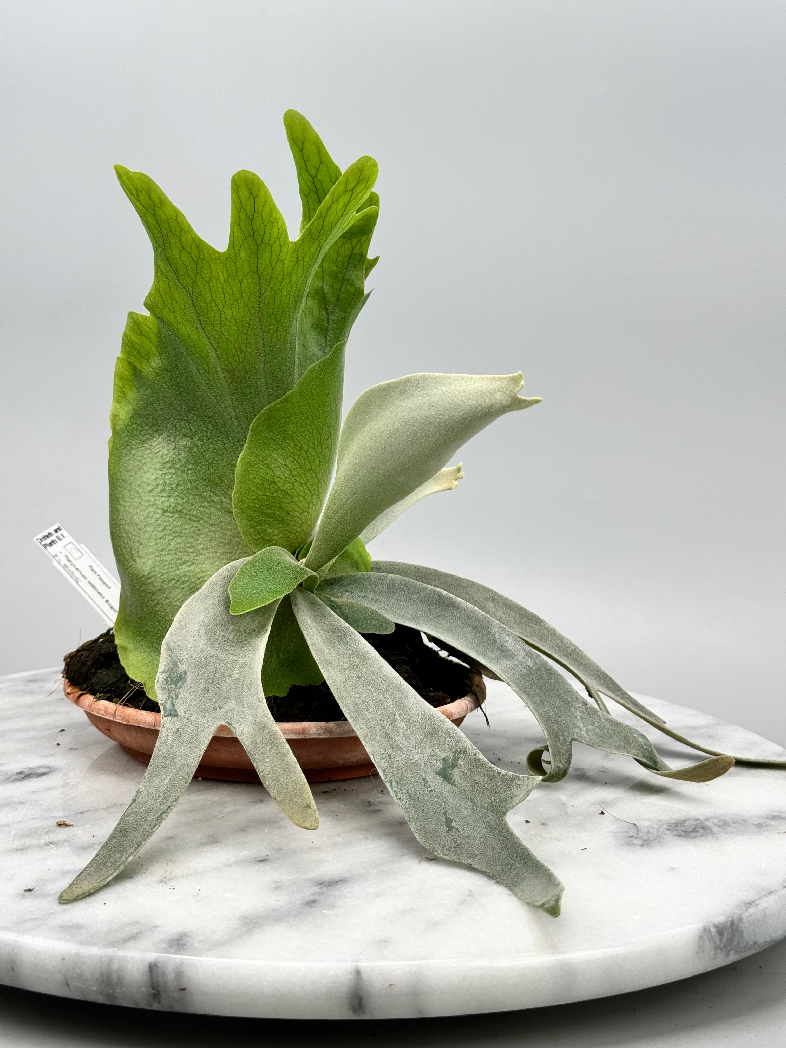 OZWRT Platycerium Willinckii Dwarf 精霊 新品未使用】 OZWRT Platycerium Willinckii Dwarf 精霊｜Yahoo!フリマ