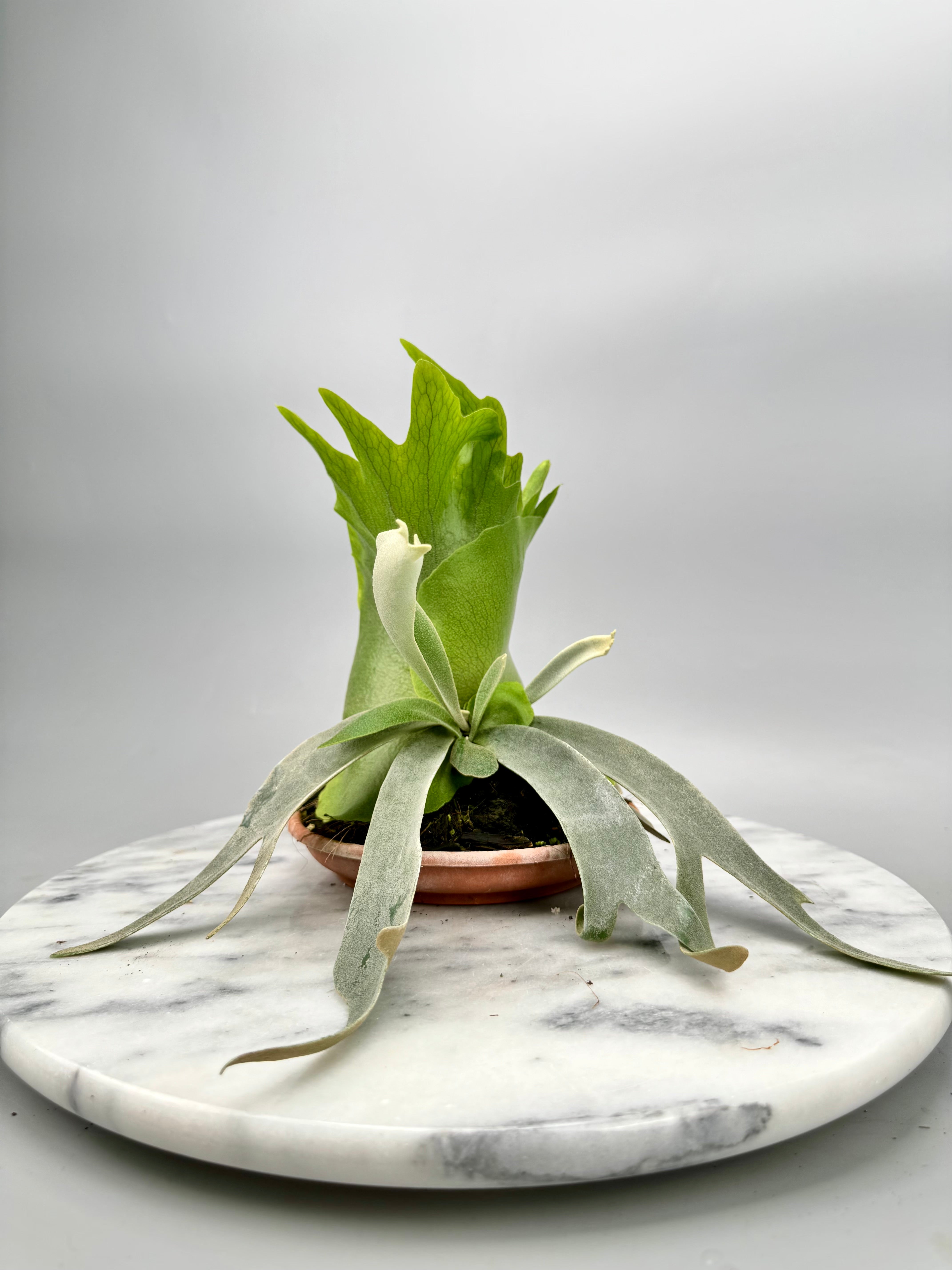 OZWRT Platycerium Willinckii Dwarf 精霊 新品未使用】 OZWRT Platycerium Willinckii Dwarf 精霊｜Yahoo!フリマ