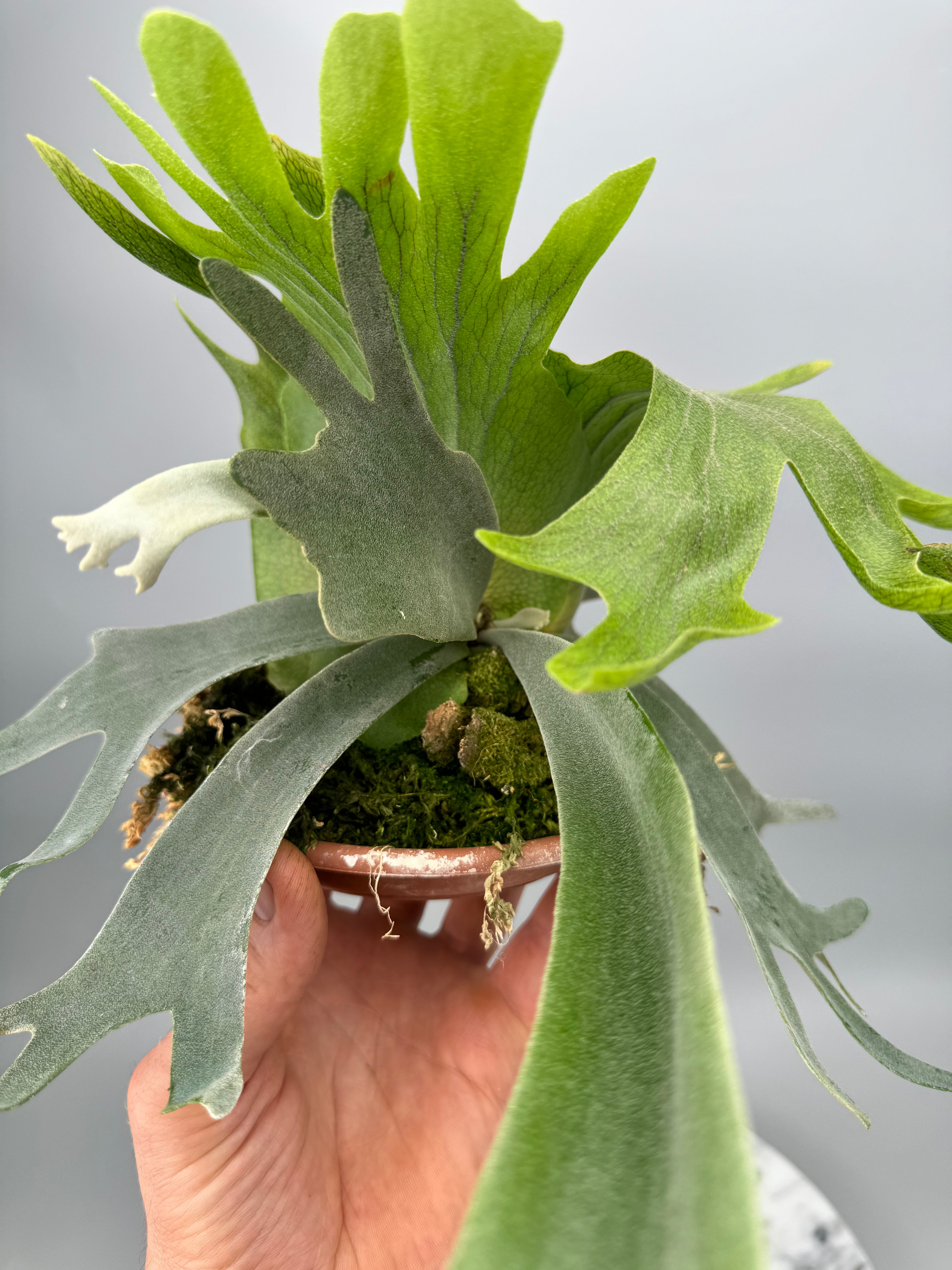 Platycerium willinckii Dwarf