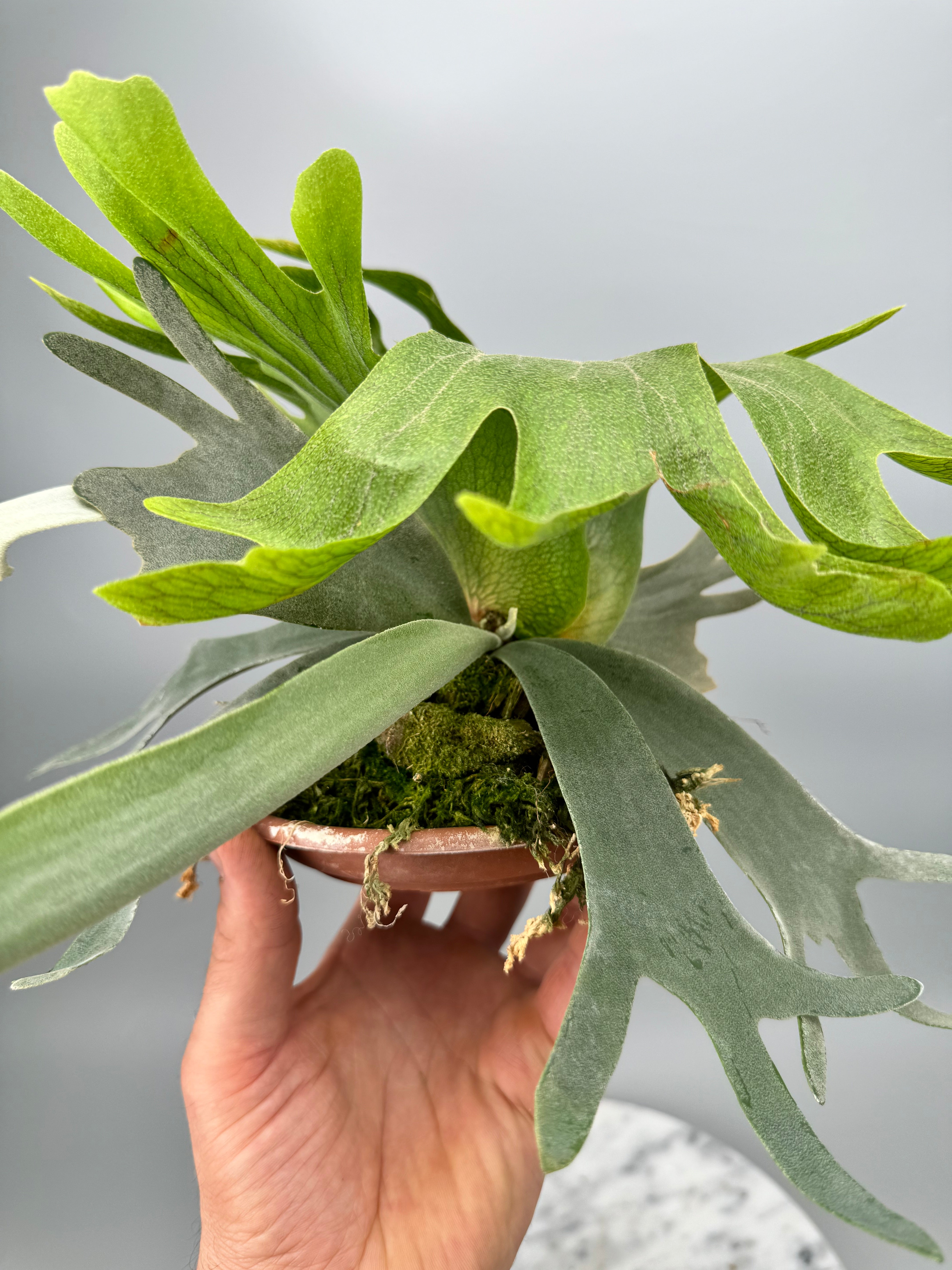 Platycerium willinckii Dwarf