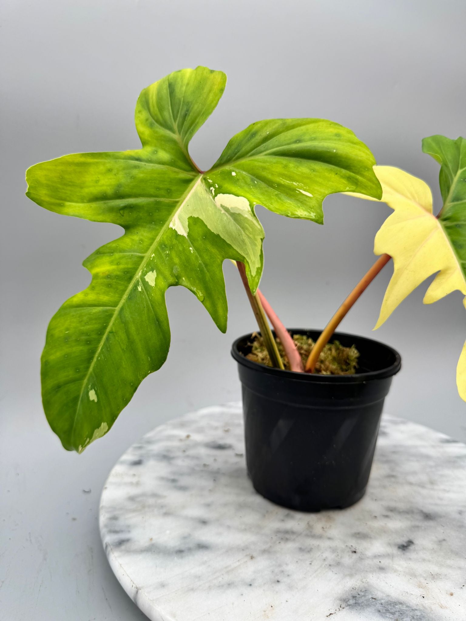 Philodendron Golden Dragon variegated albo (Nr 1)