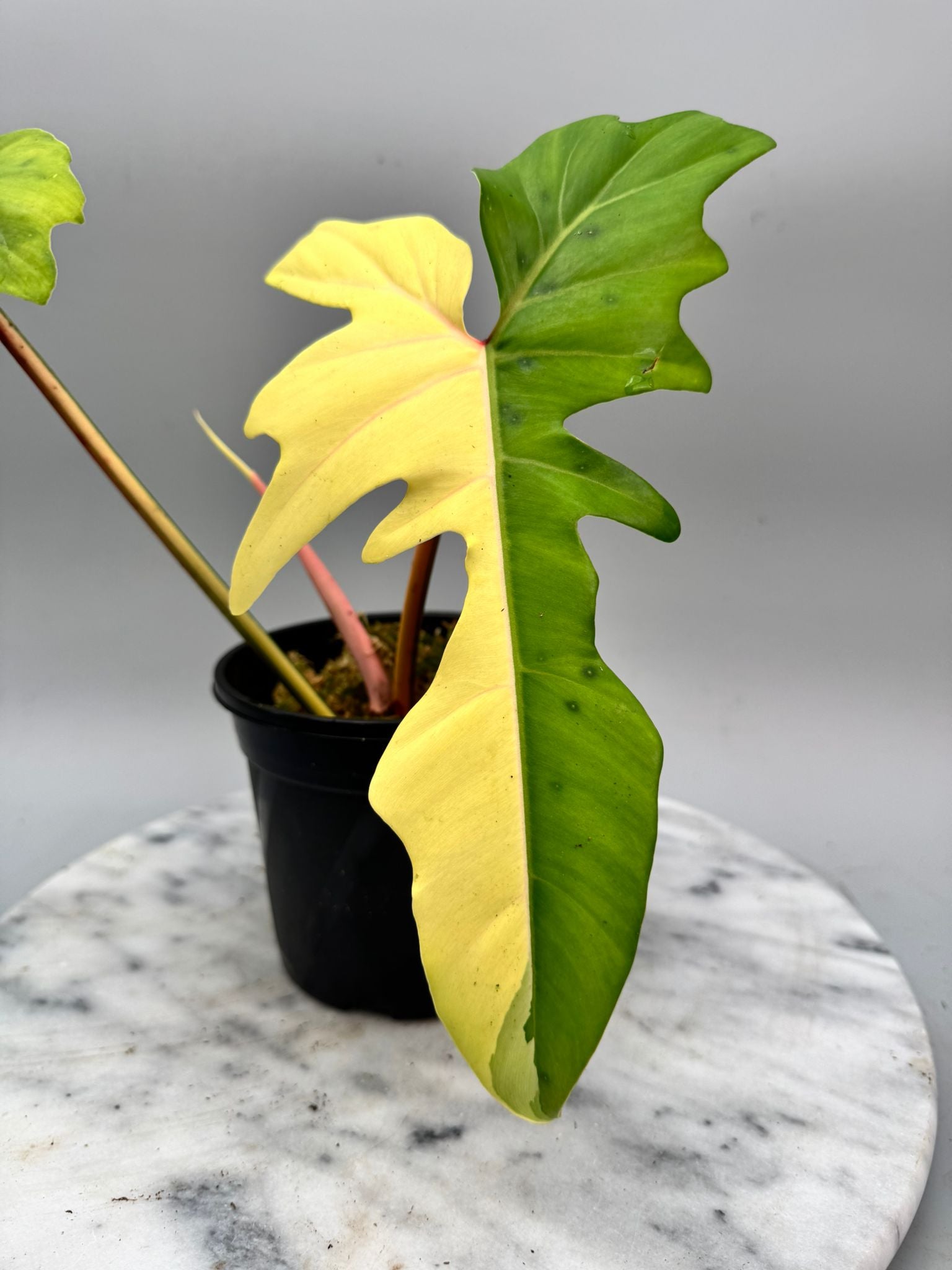 Philodendron Golden Dragon variegated albo (Nr 1)