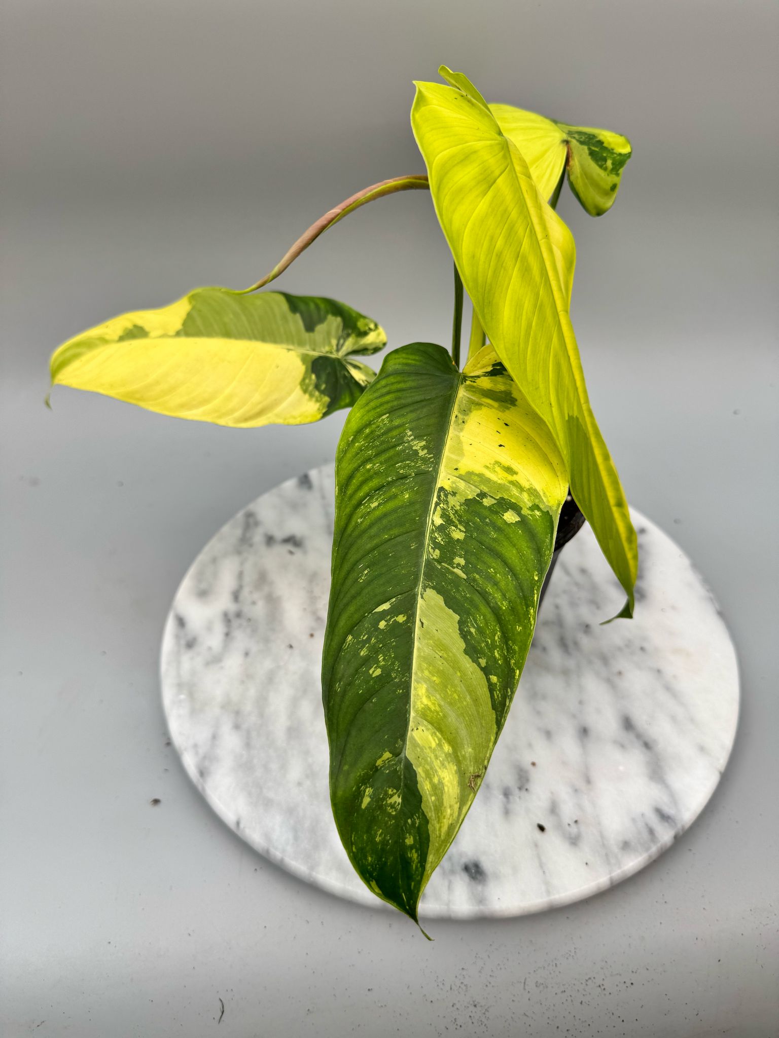 Philodendron sharoniae Mosquera Variegata "Almost Full Moon" (Nr 1)