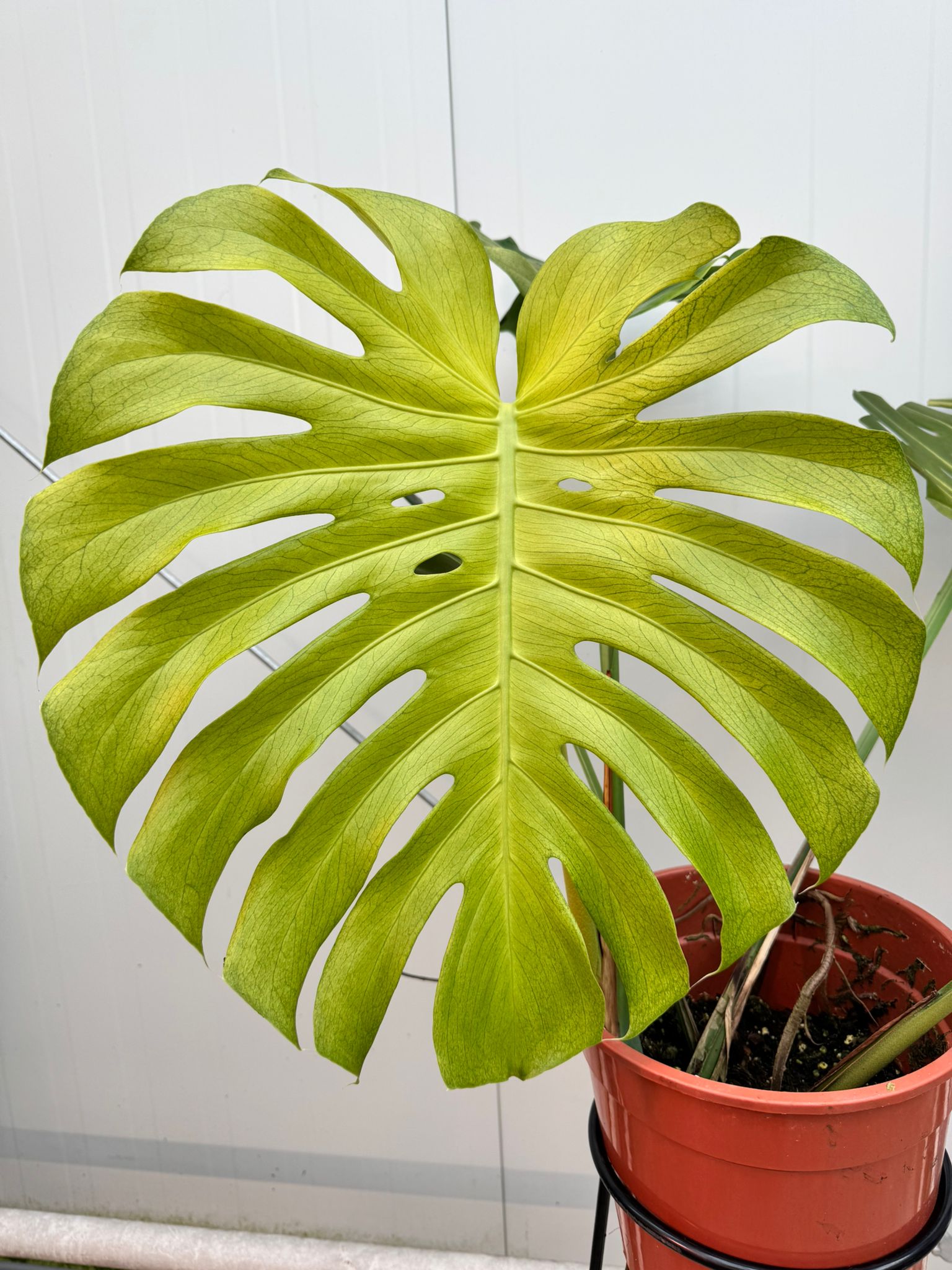 Monstera Ocean Mint (Nr 3)