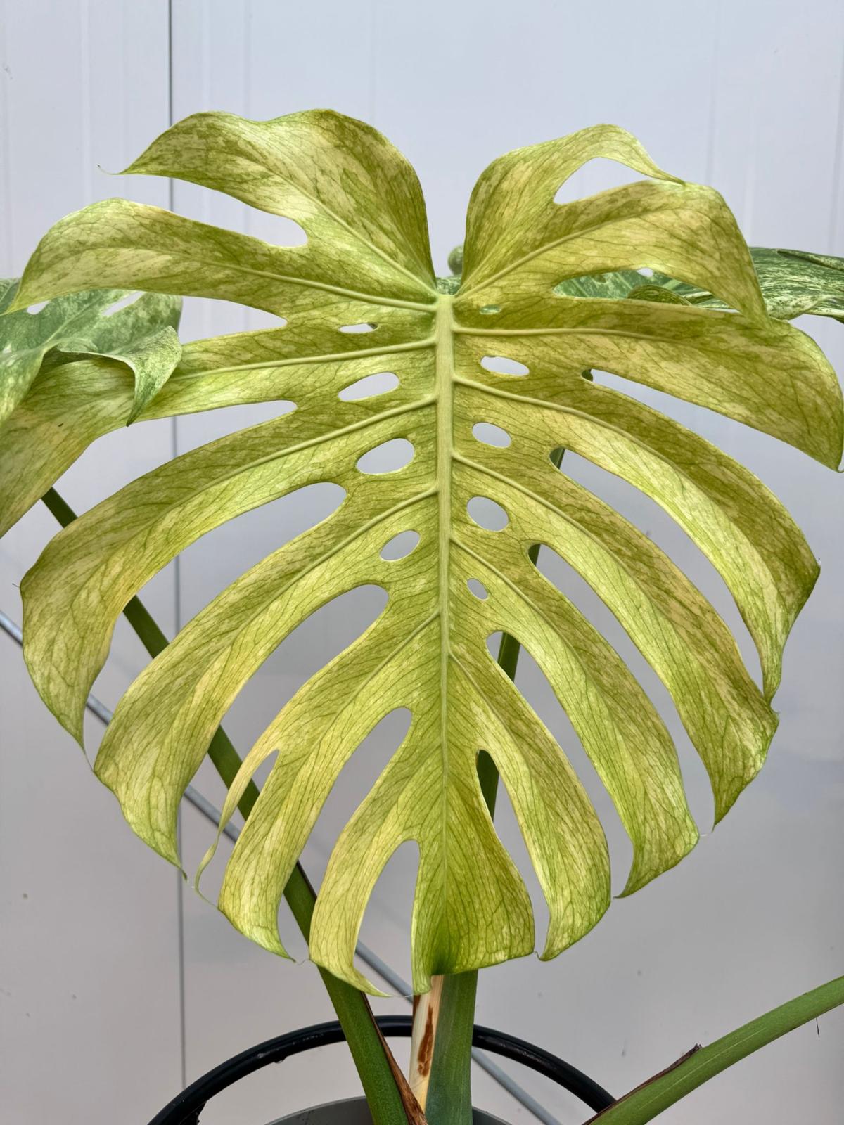 Monstera Full Mint deliciosa borsigiana Variegata (Nr 3)