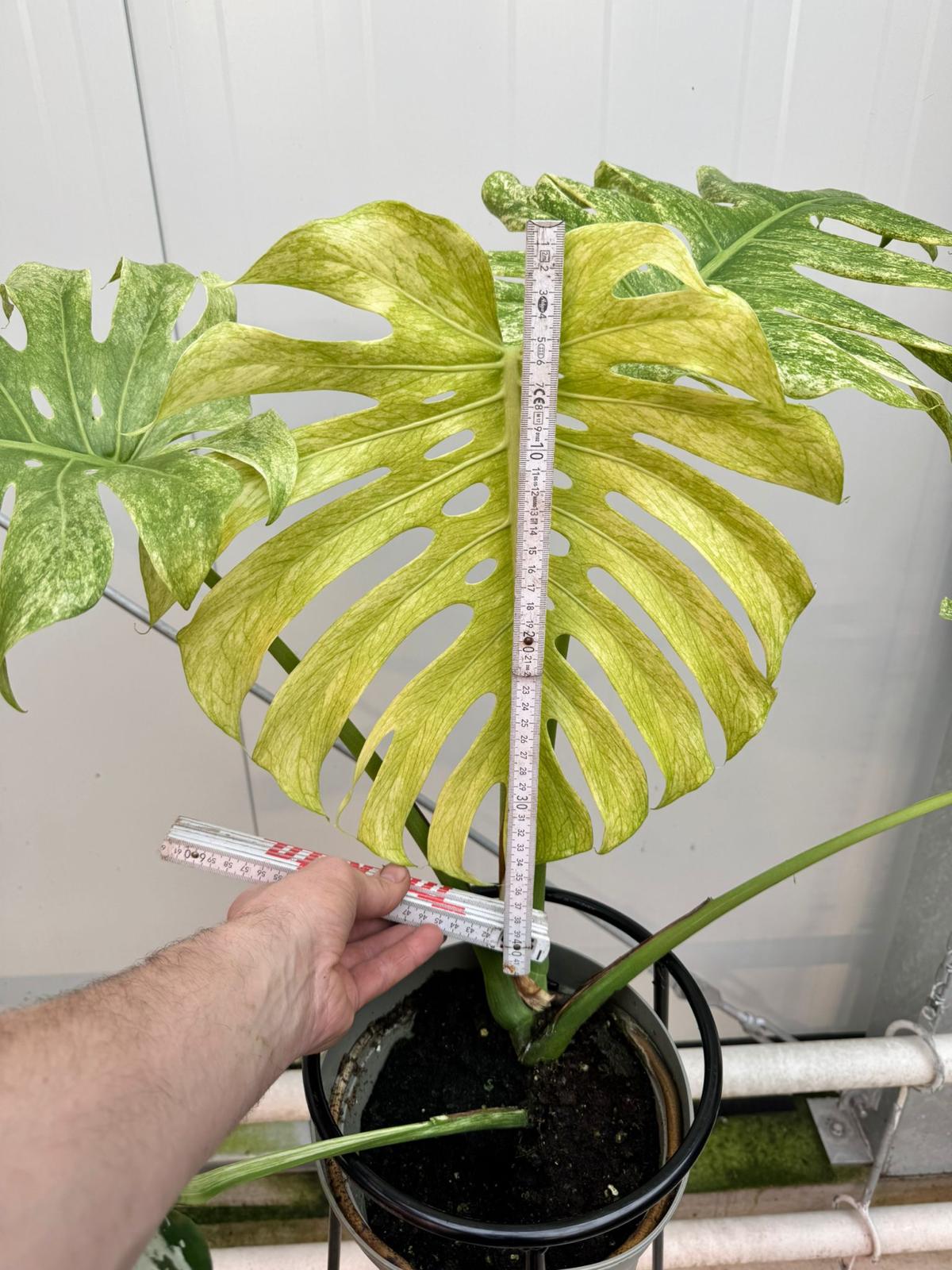 Monstera Full Mint deliciosa borsigiana Variegata (Nr 3)