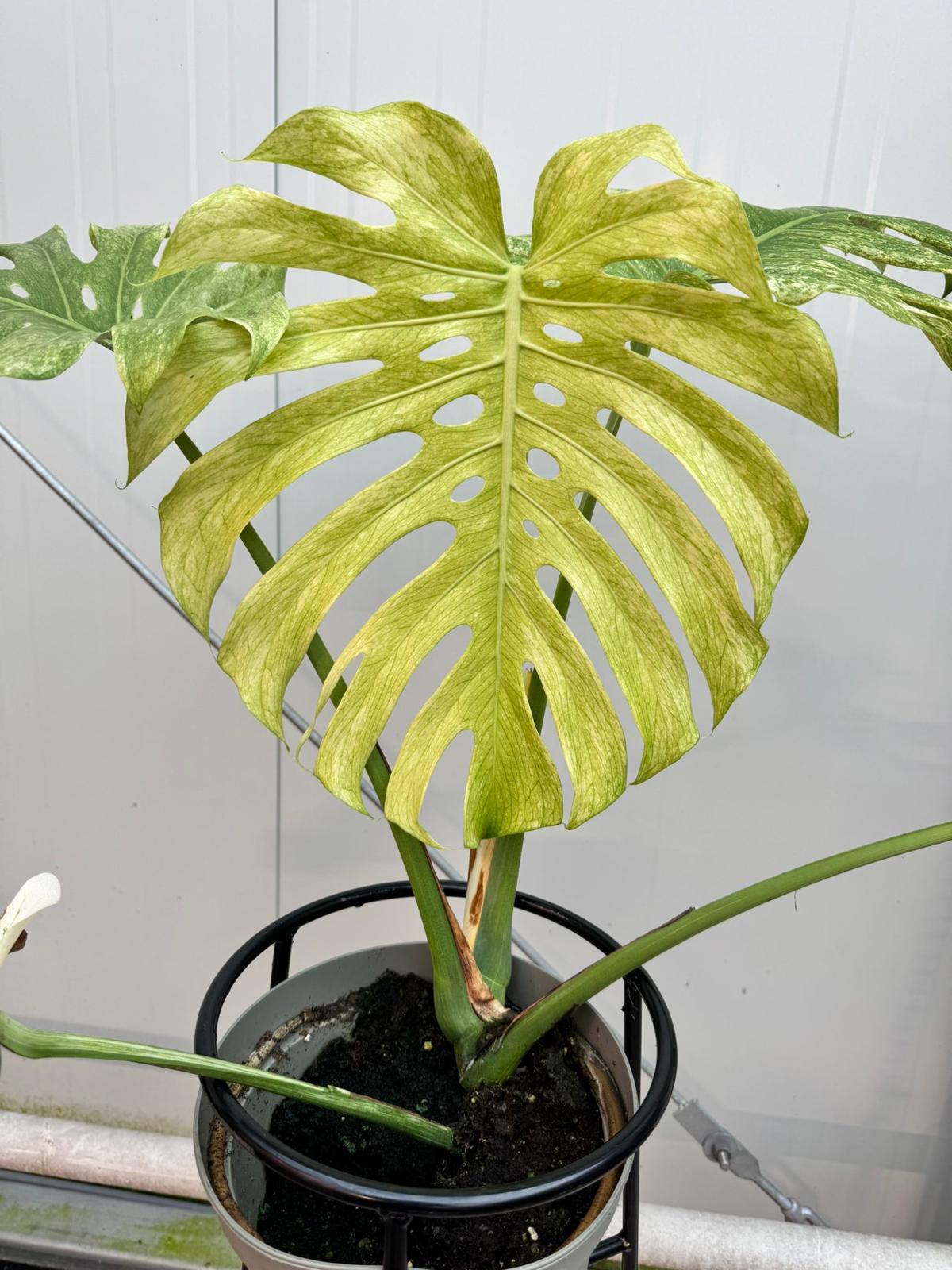 Monstera Full Mint deliciosa borsigiana Variegata (Nr 3)