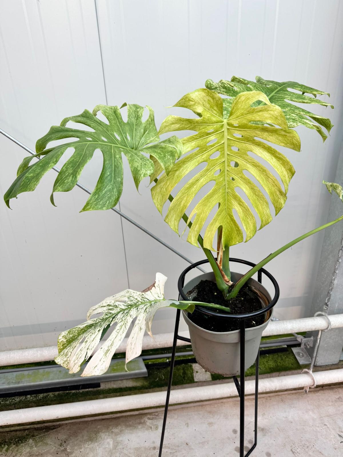 Monstera Full Mint deliciosa borsigiana Variegata (Nr 3)