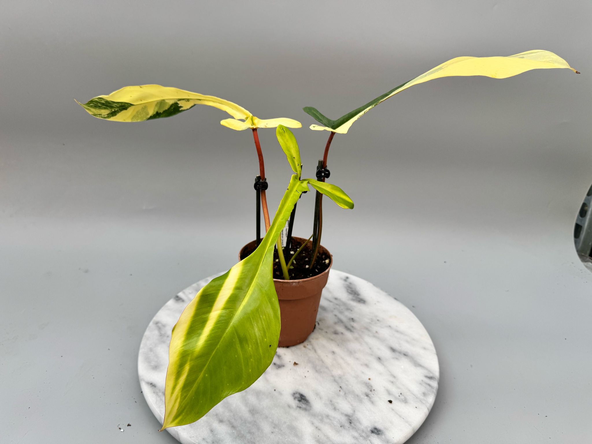 Philodendron joepii variegated (Nr 1)