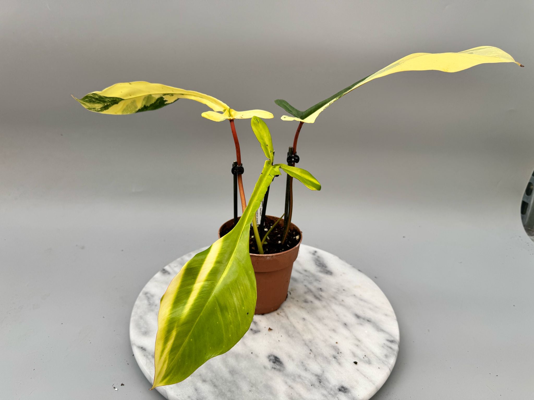 Philodendron joepii variegated (Nr 1)