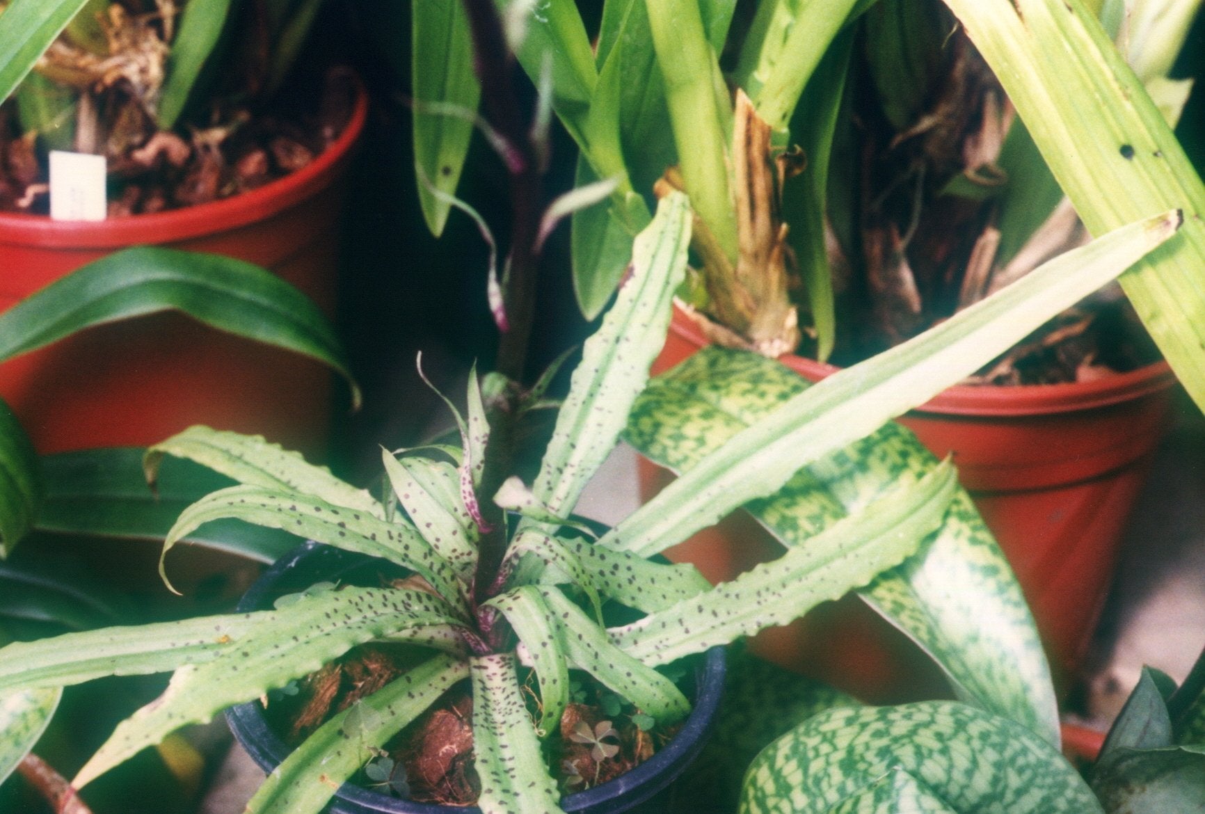 Stenoglottis longifolia (Big Plant)