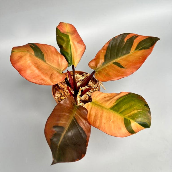 black cardinal variegated philodendron Philodendron "Black Cardinal" Variegated