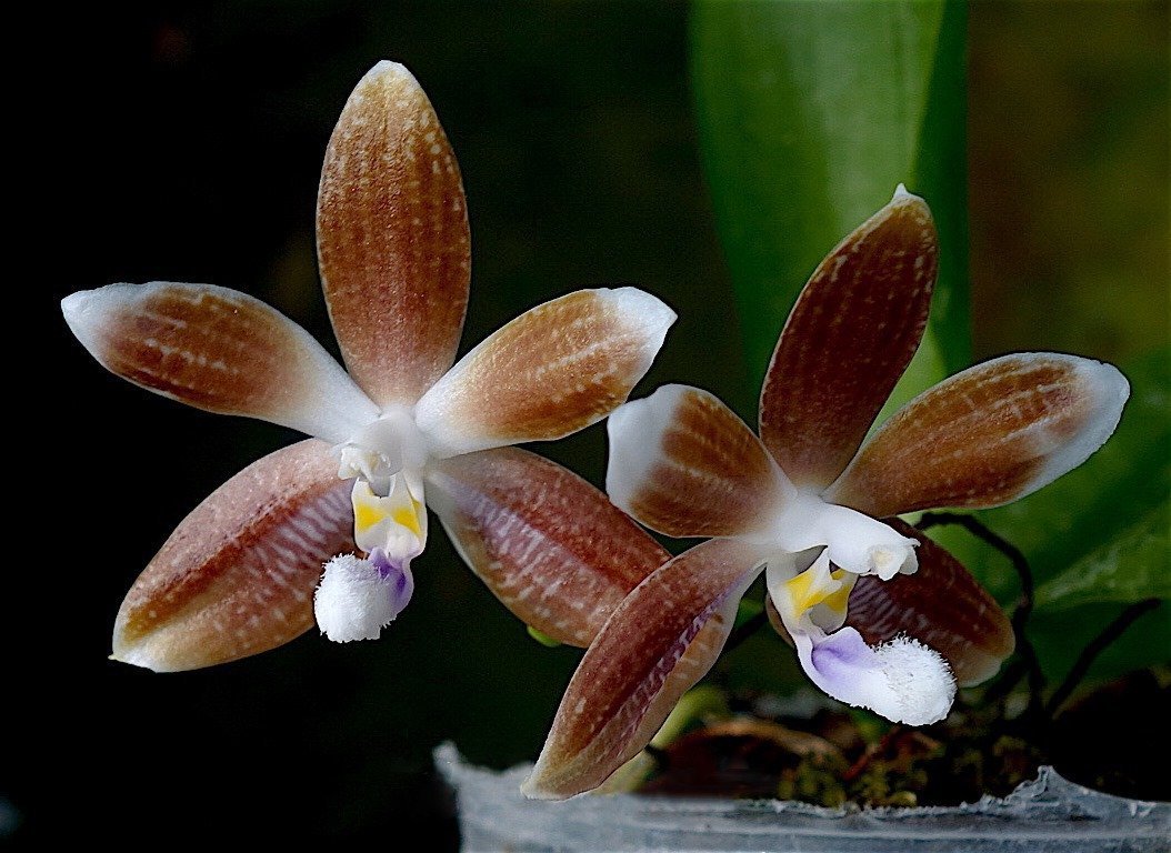 Phalaenopsis speciosa "Koffee"