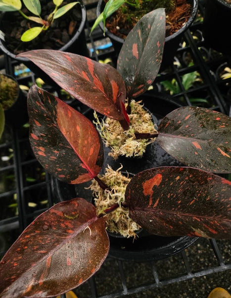 orange princess philodendron Philodendron Orange Princess
