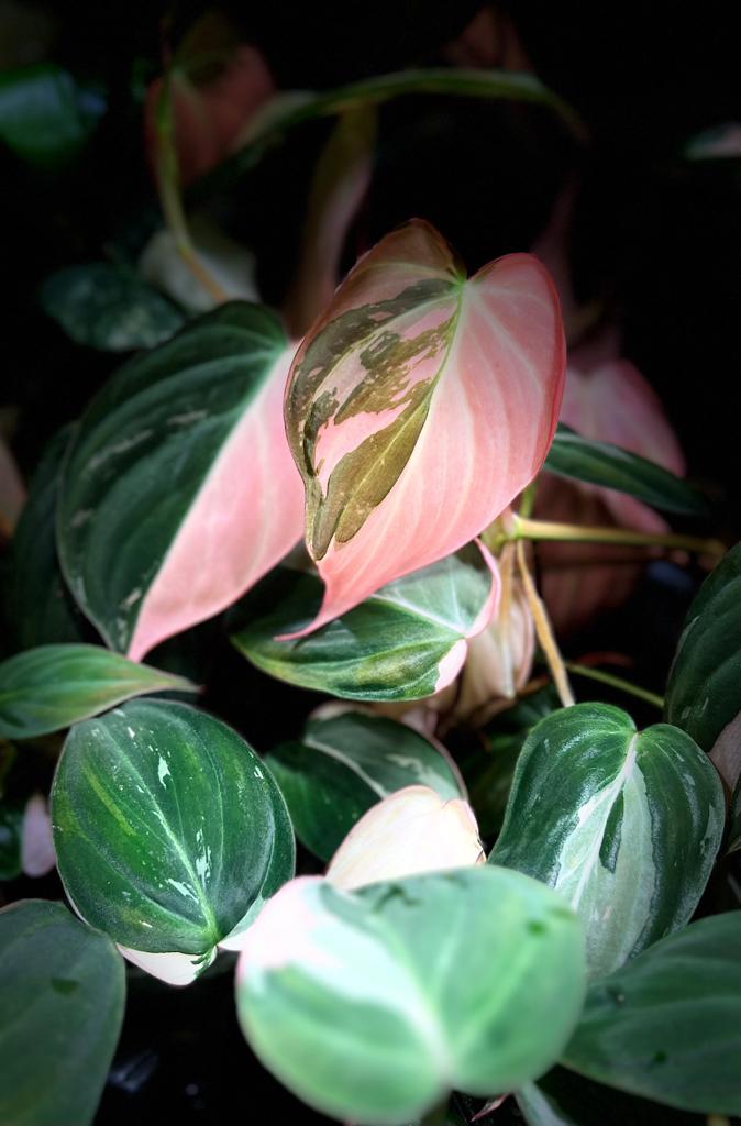 philodendron pink micans variegated Philodendron micans pink variegated (2 Leaf Cutting)