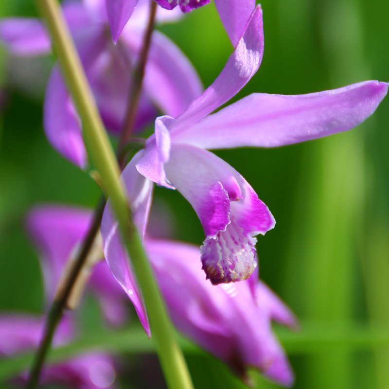 Bletilla striata