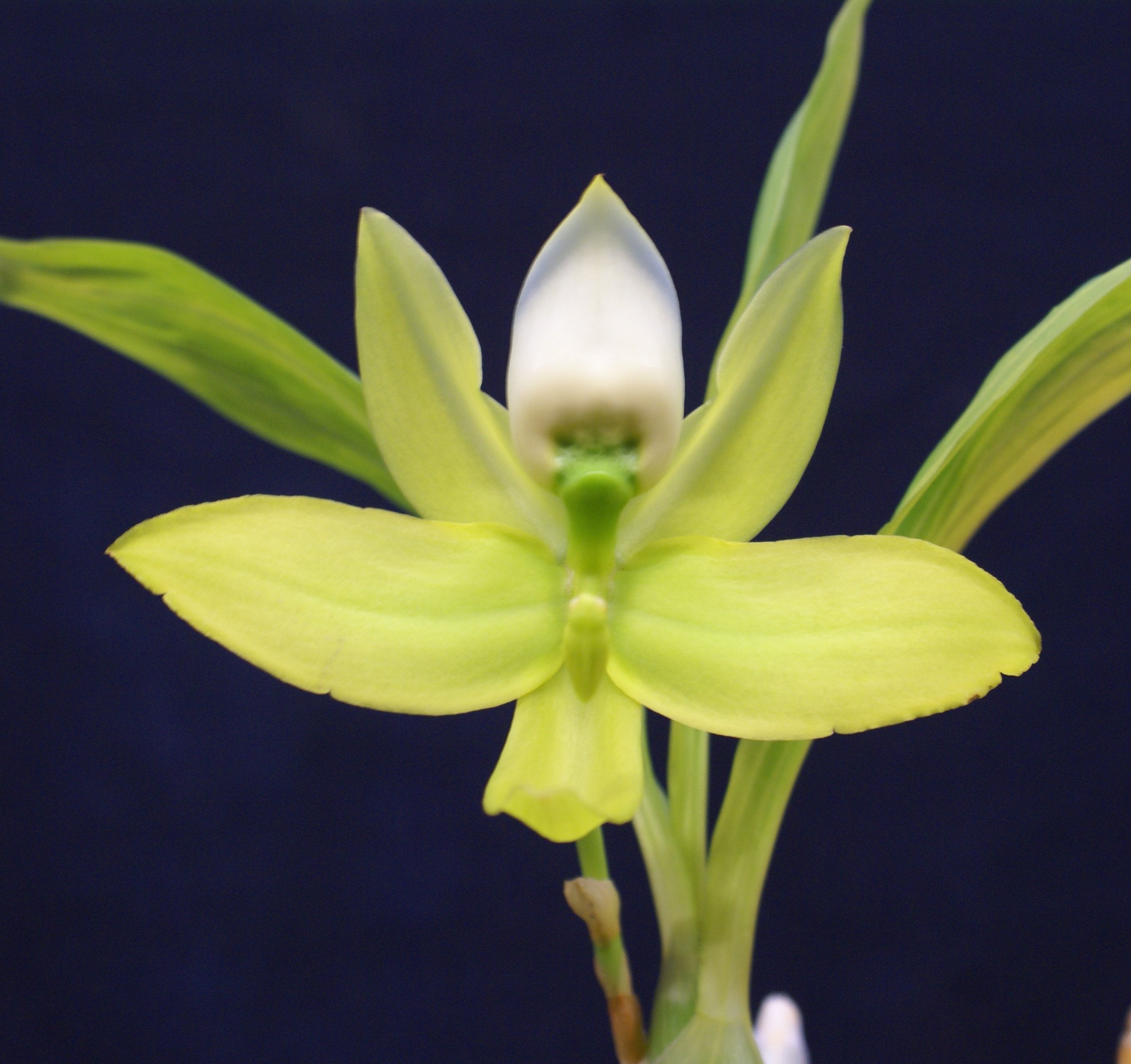 Cycnoches chlorochilon