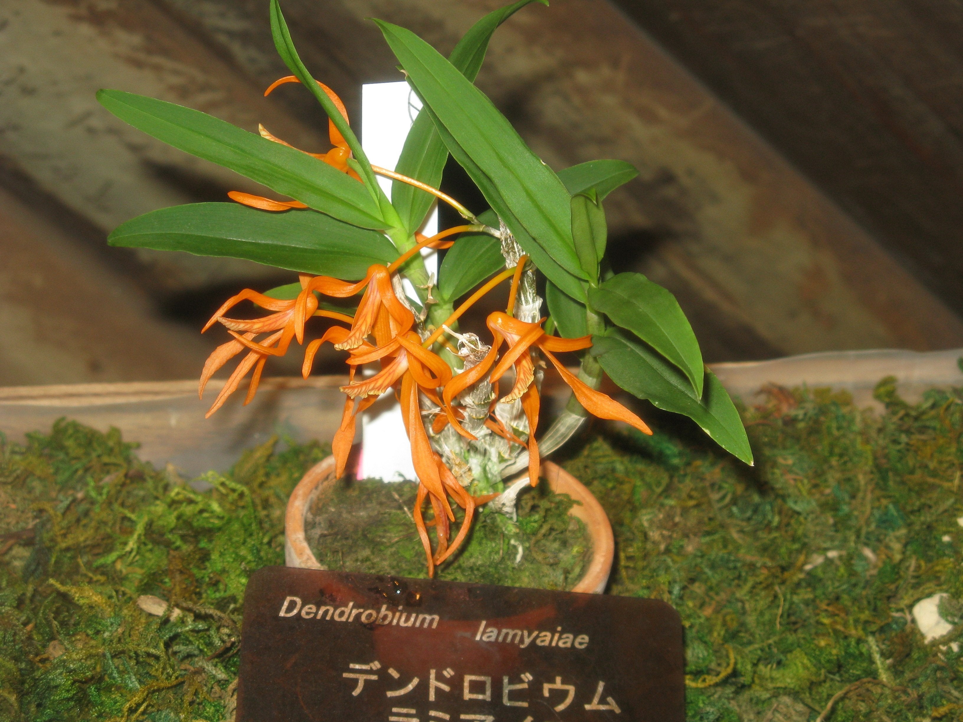 Dendrobium lamyaiae