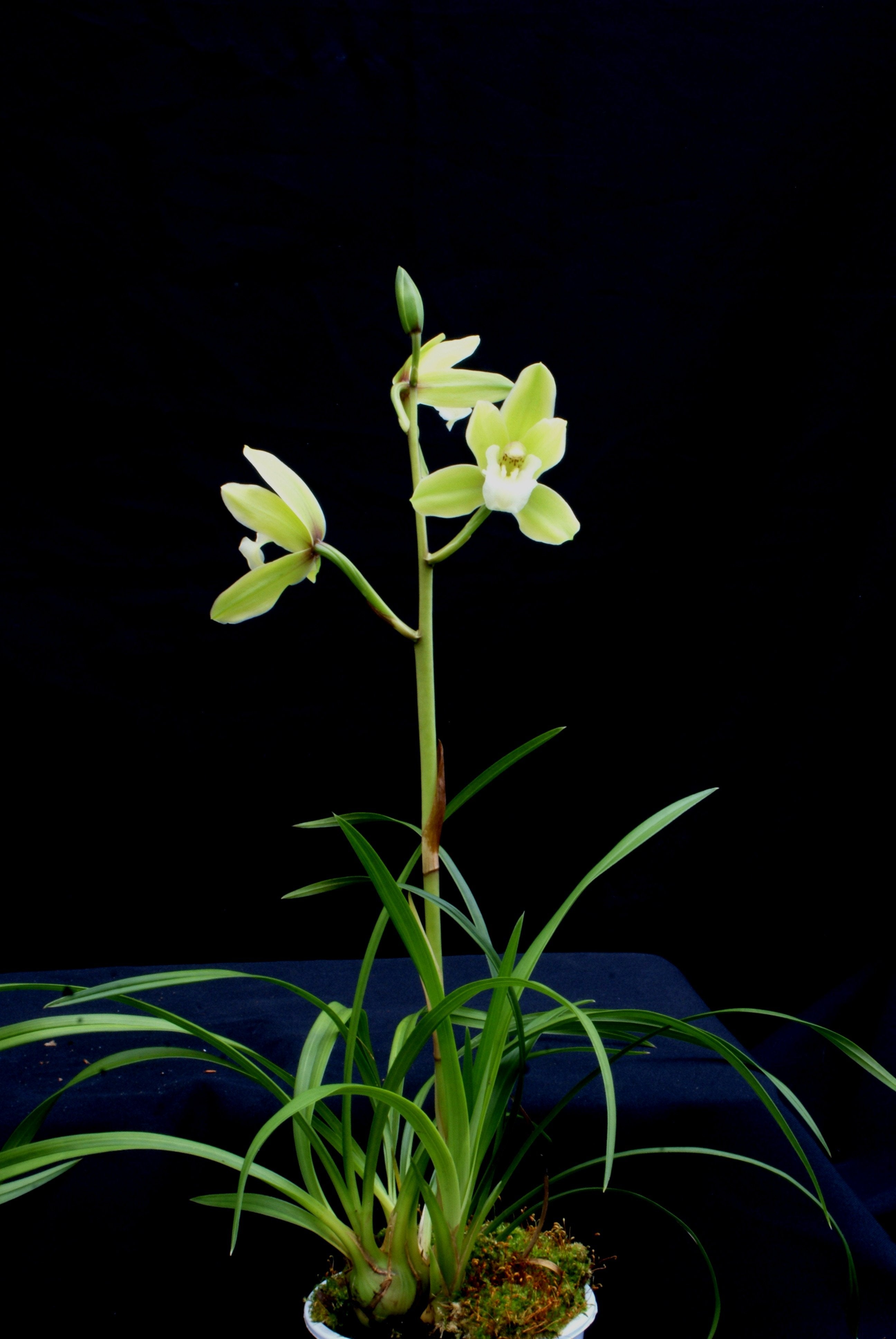 Cymbidium goeringii 4N