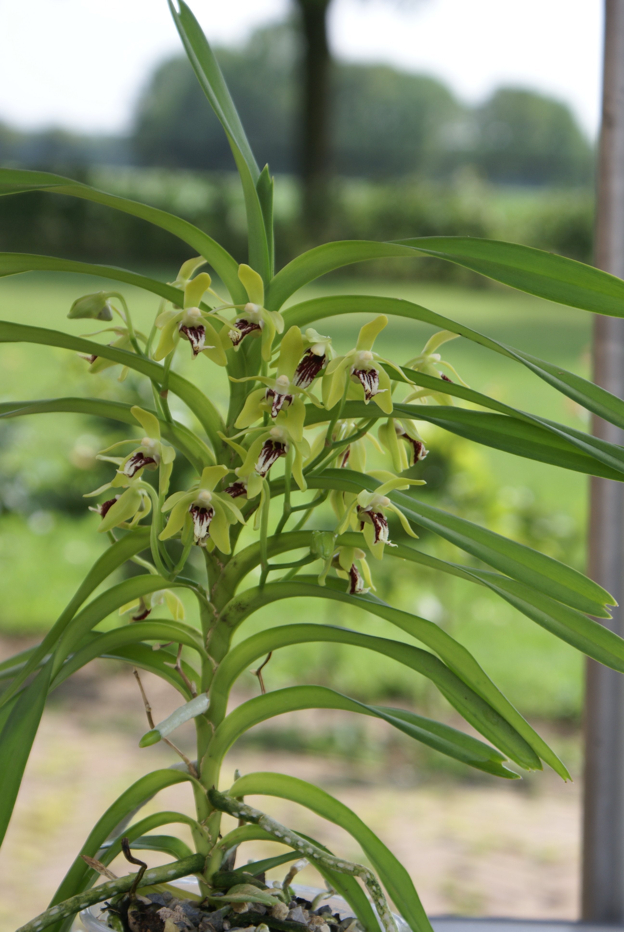 Vanda cristata (Klein pflanze)