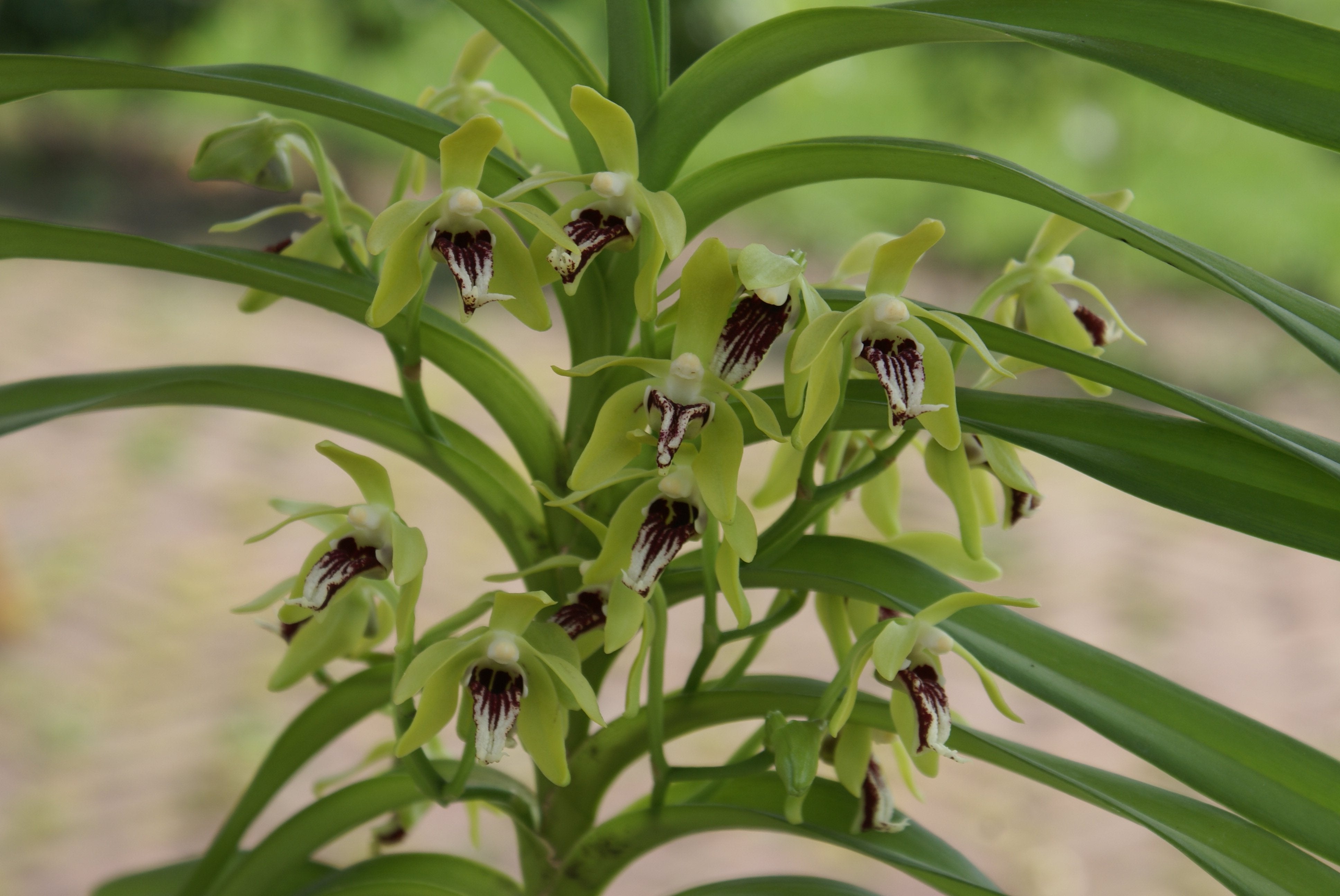 Vanda cristata (Klein pflanze)