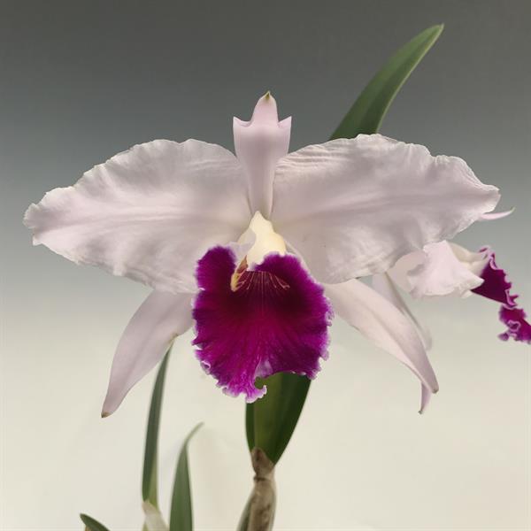 Cattleya Duvaliana x Brassavola cucullata (10 baby plants)