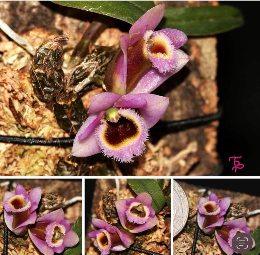Dendrobium fuscifaucium (Micro Dendrobium) First propagation coming in NOV / DEC