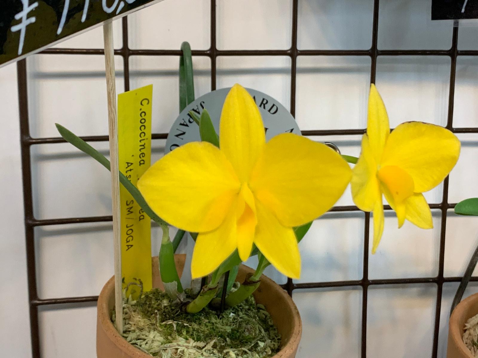 Sophronitis coccinea "Aurea"