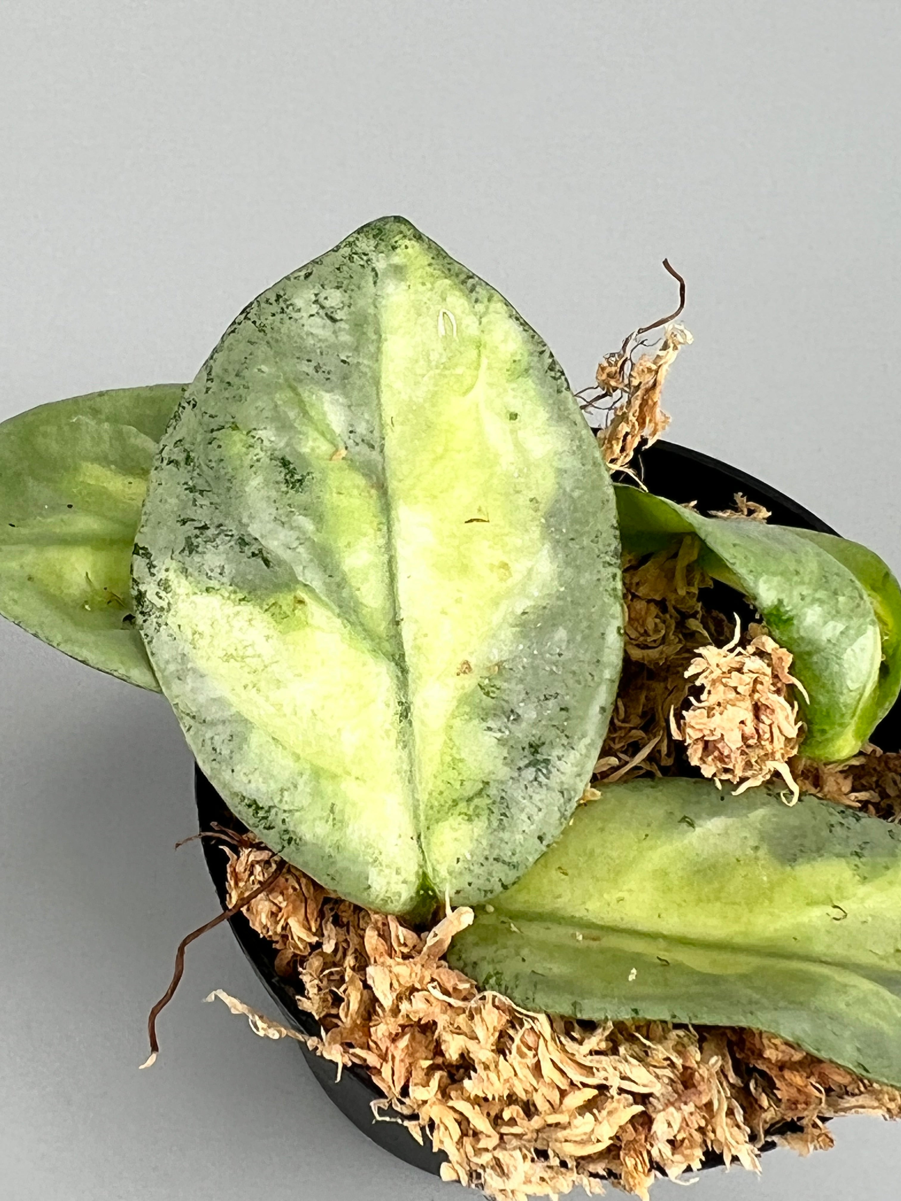 Hoya carnosa ‘Argentea Princess’ Hoya Argentea Princess (2 Leaves) Cutting
