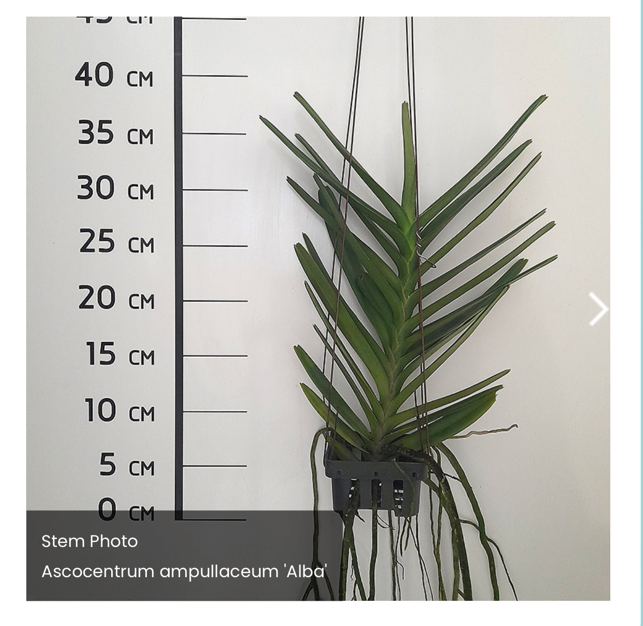 Ascocentrum ampullaceum alba (Großer pflanze XXL)