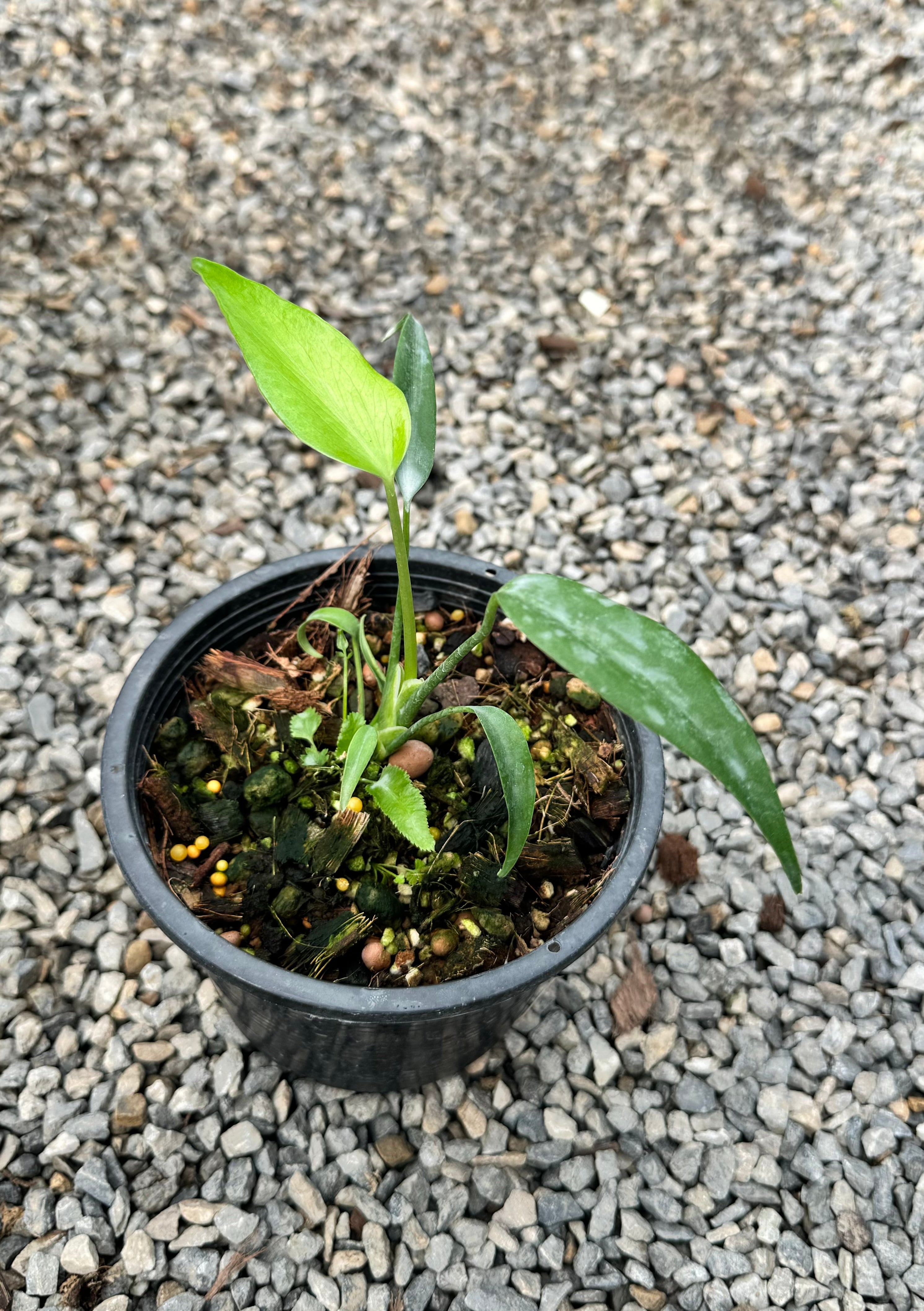 Monstera 'Burle Marx Flame' (Small plant) (3-5 Leaves)