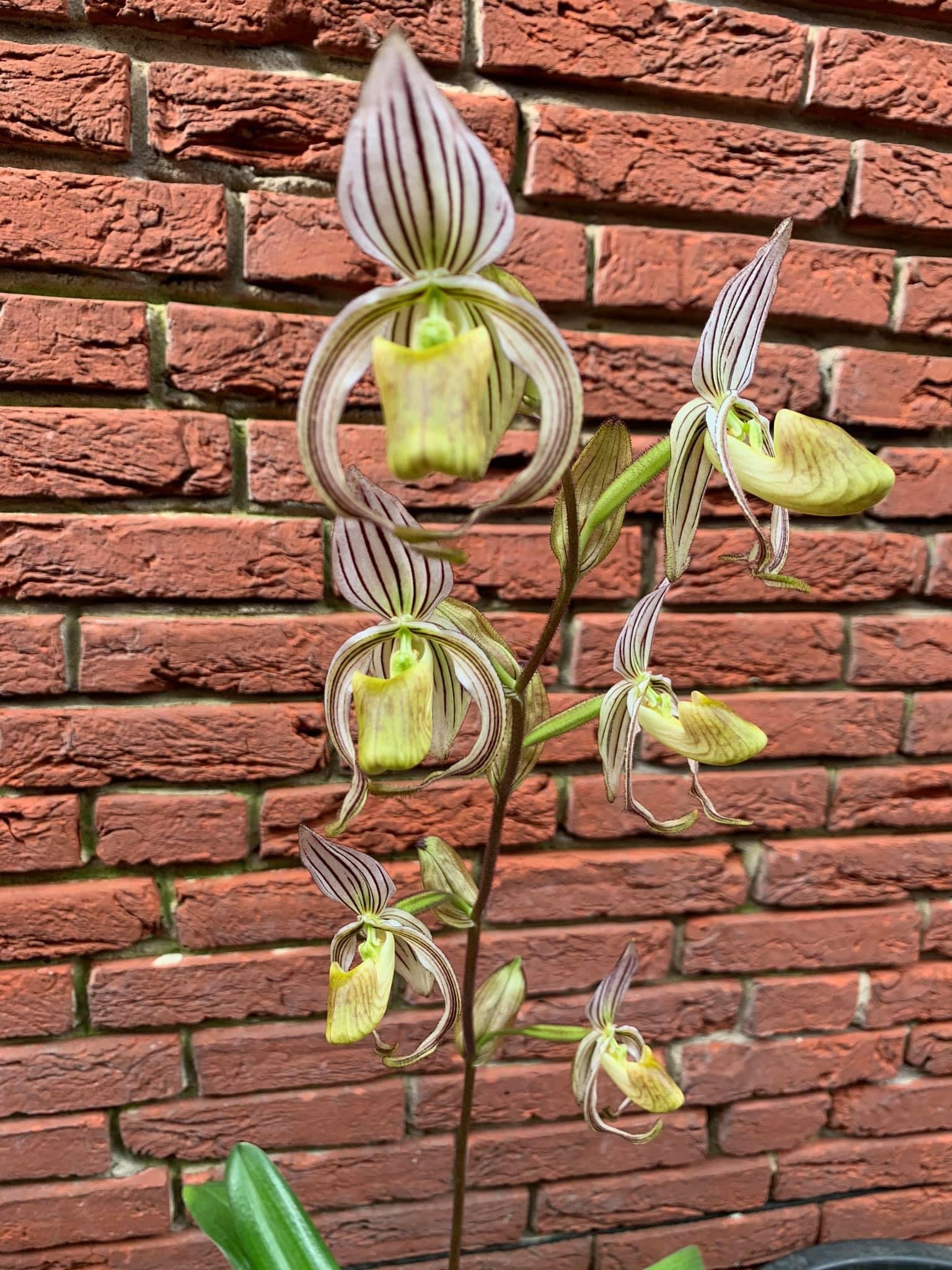 Paphiopedilum randsii