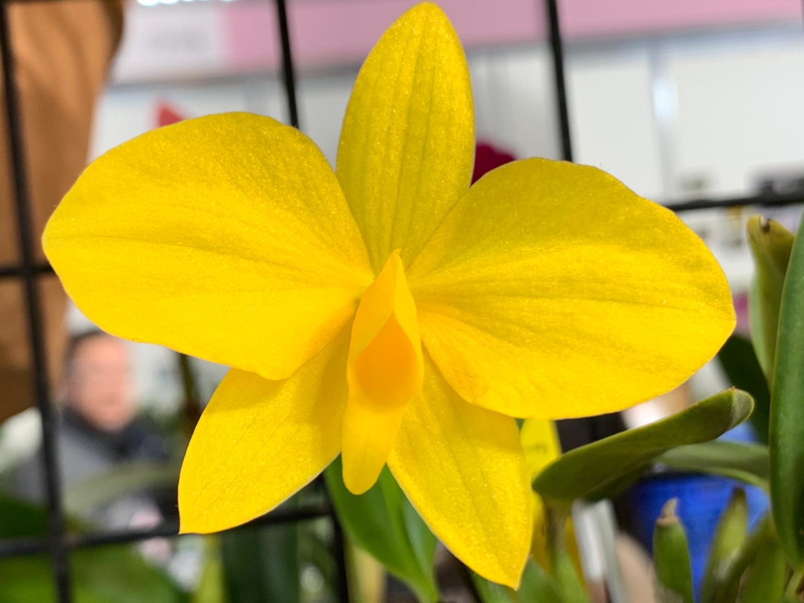 Sophronitis coccinea "Aurea"