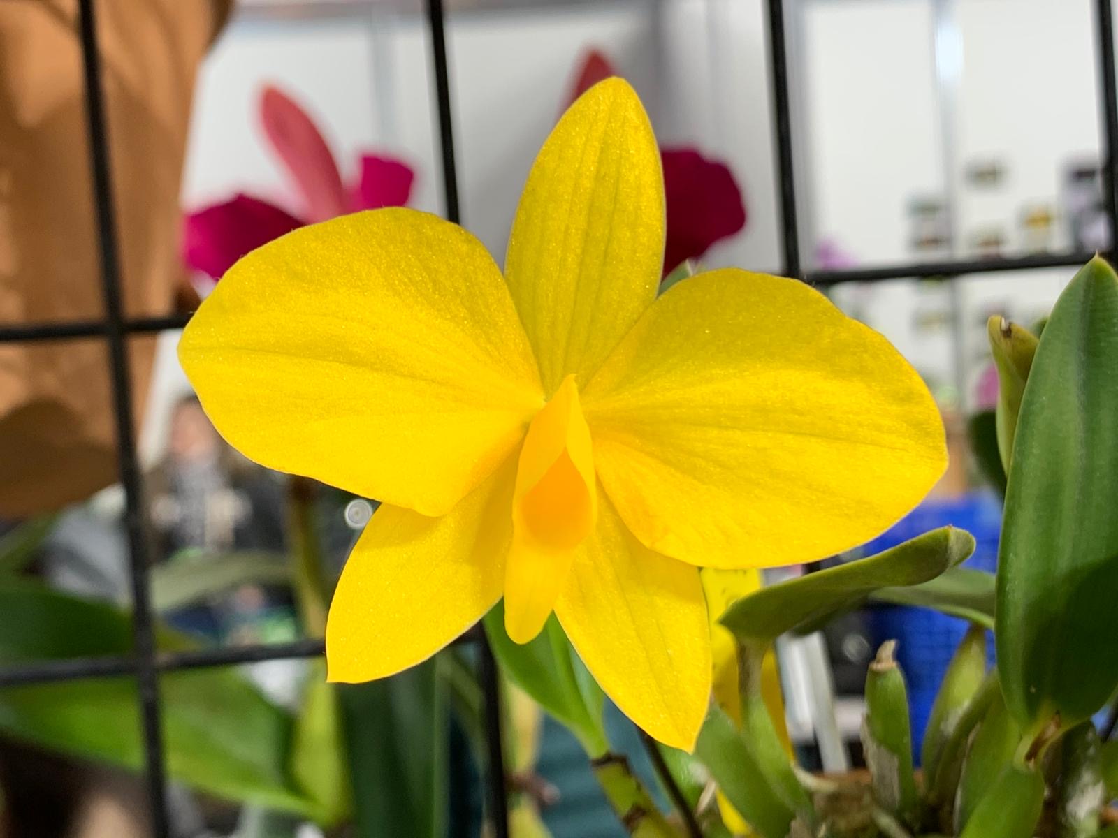 Sophronitis coccinea "Aurea"