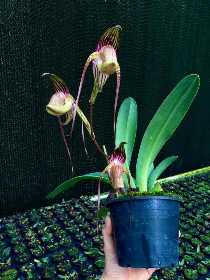 Paphiopedilum adductum