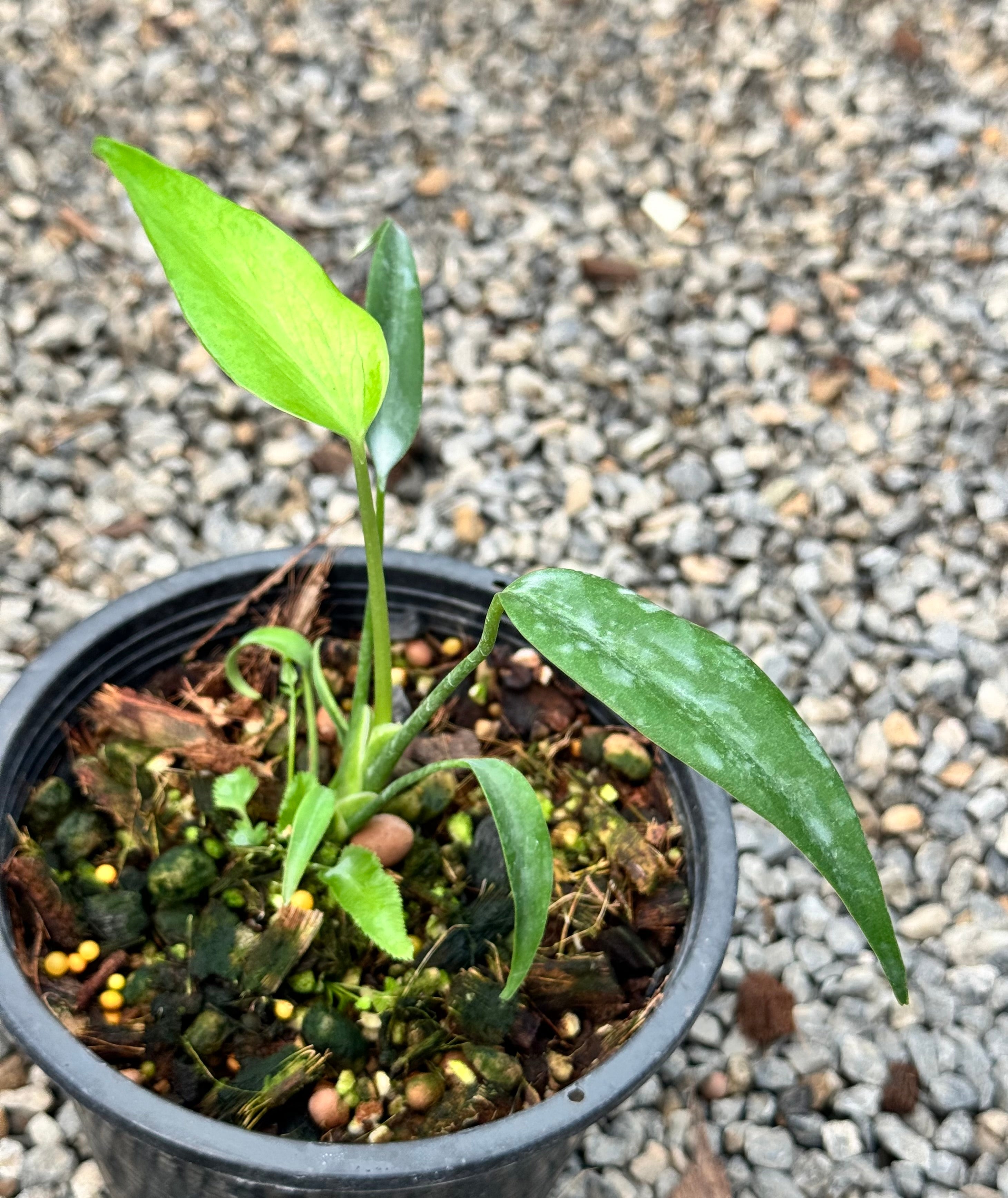 Monstera 'Burle Marx Flame' (Small plant) (3-5 Leaves)