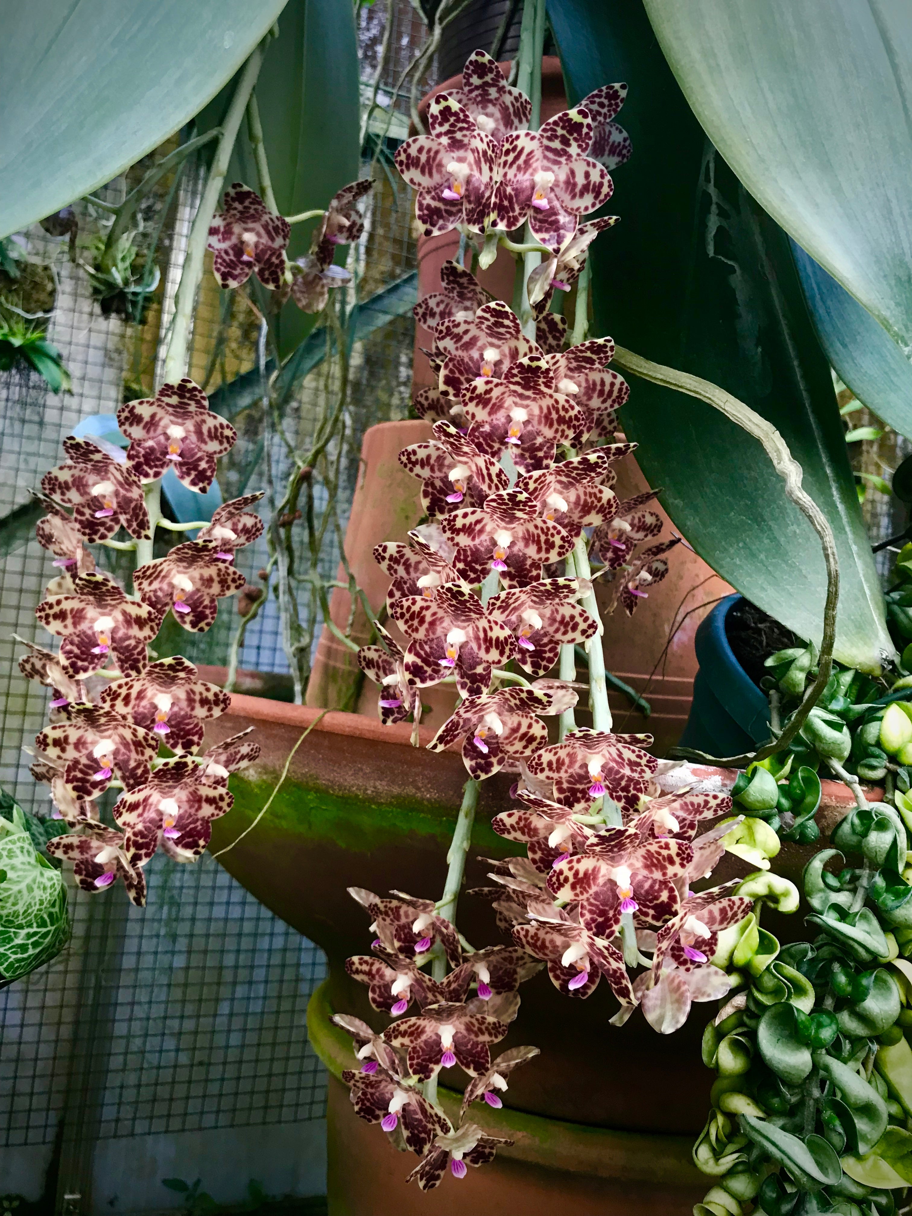 Phalaenopsis gigantea 10 cm Nein