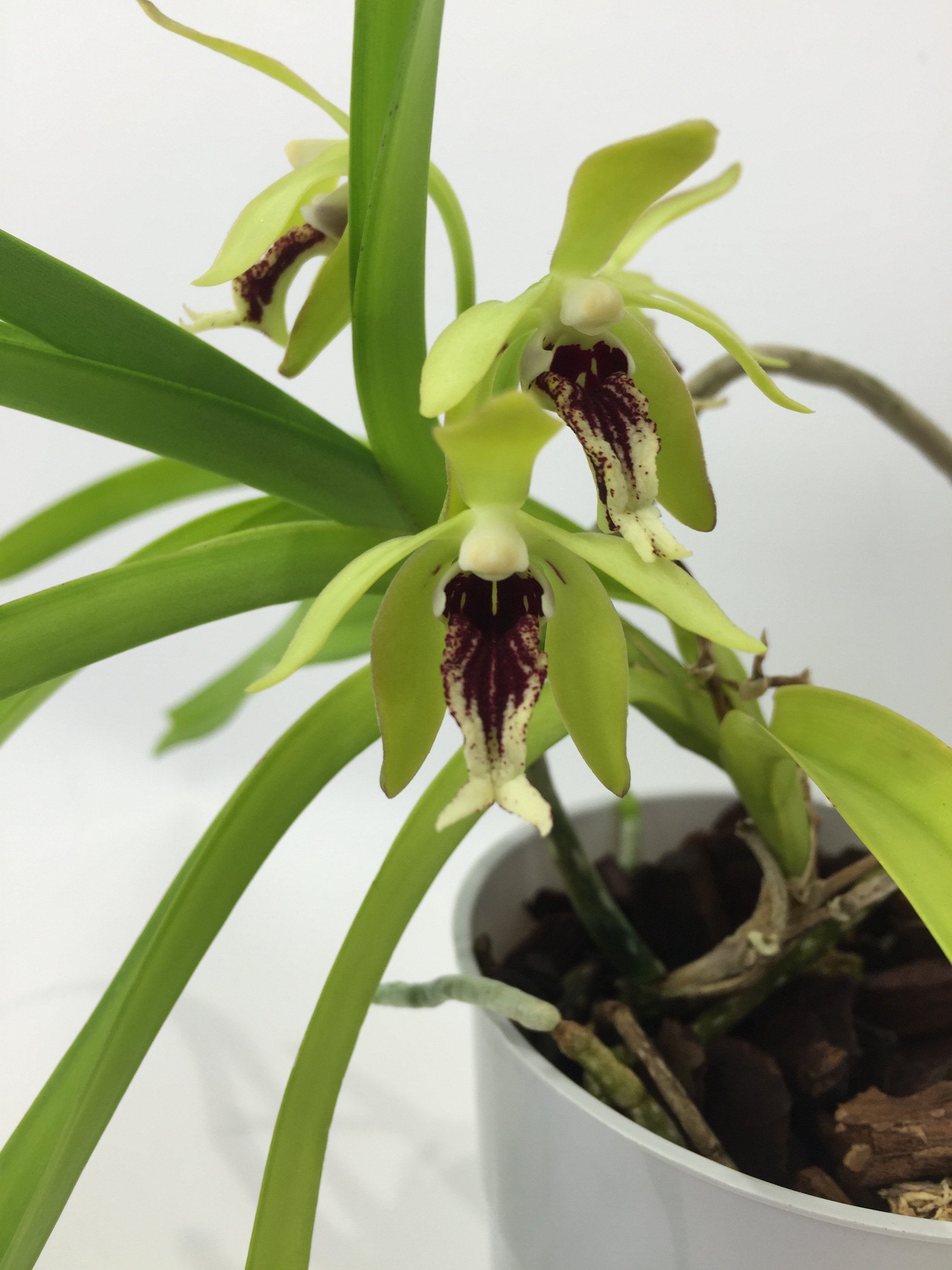 Vanda cristata (Small Plant)