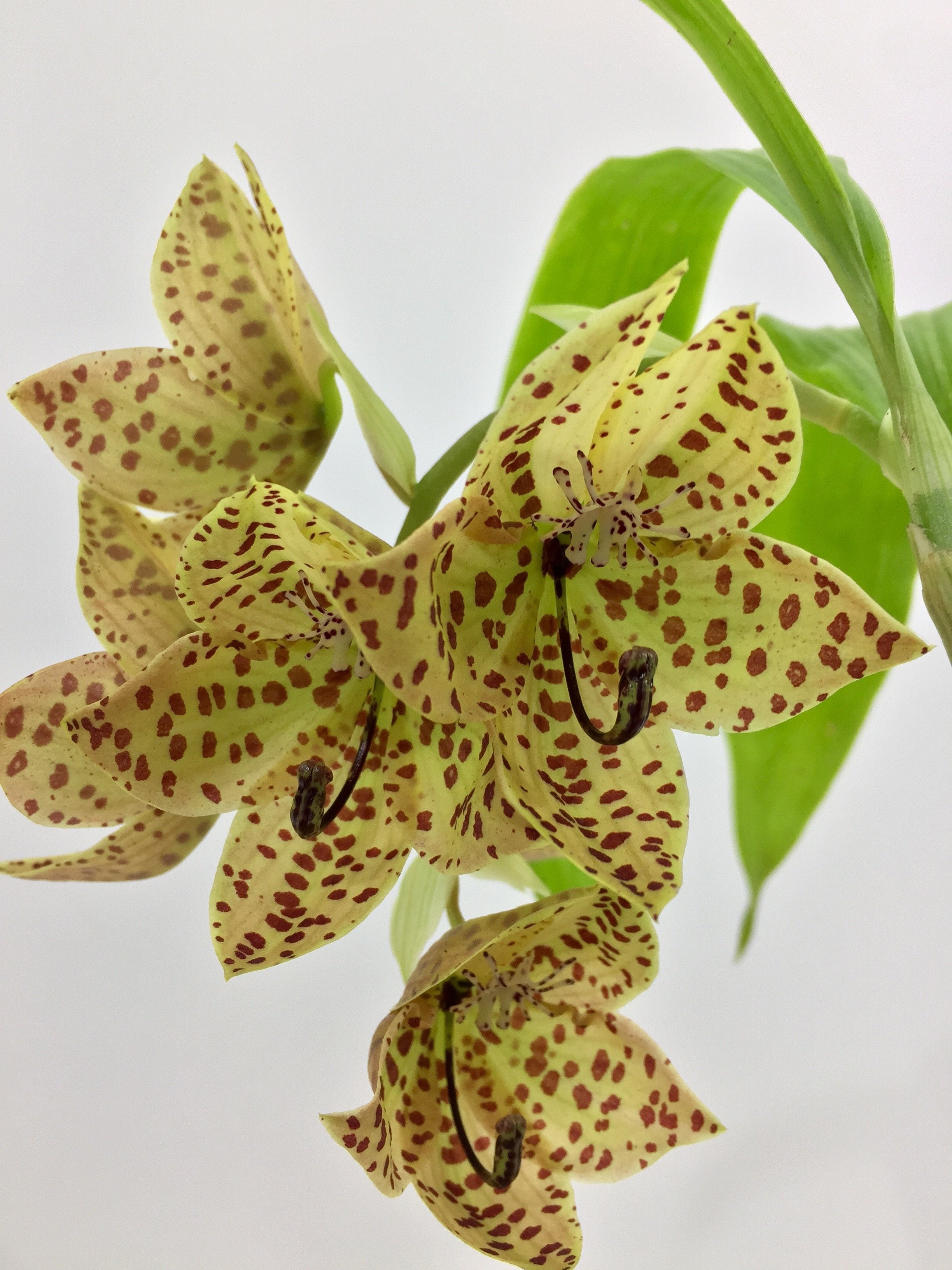 Cycnoches barthiorum "Pink Dove"