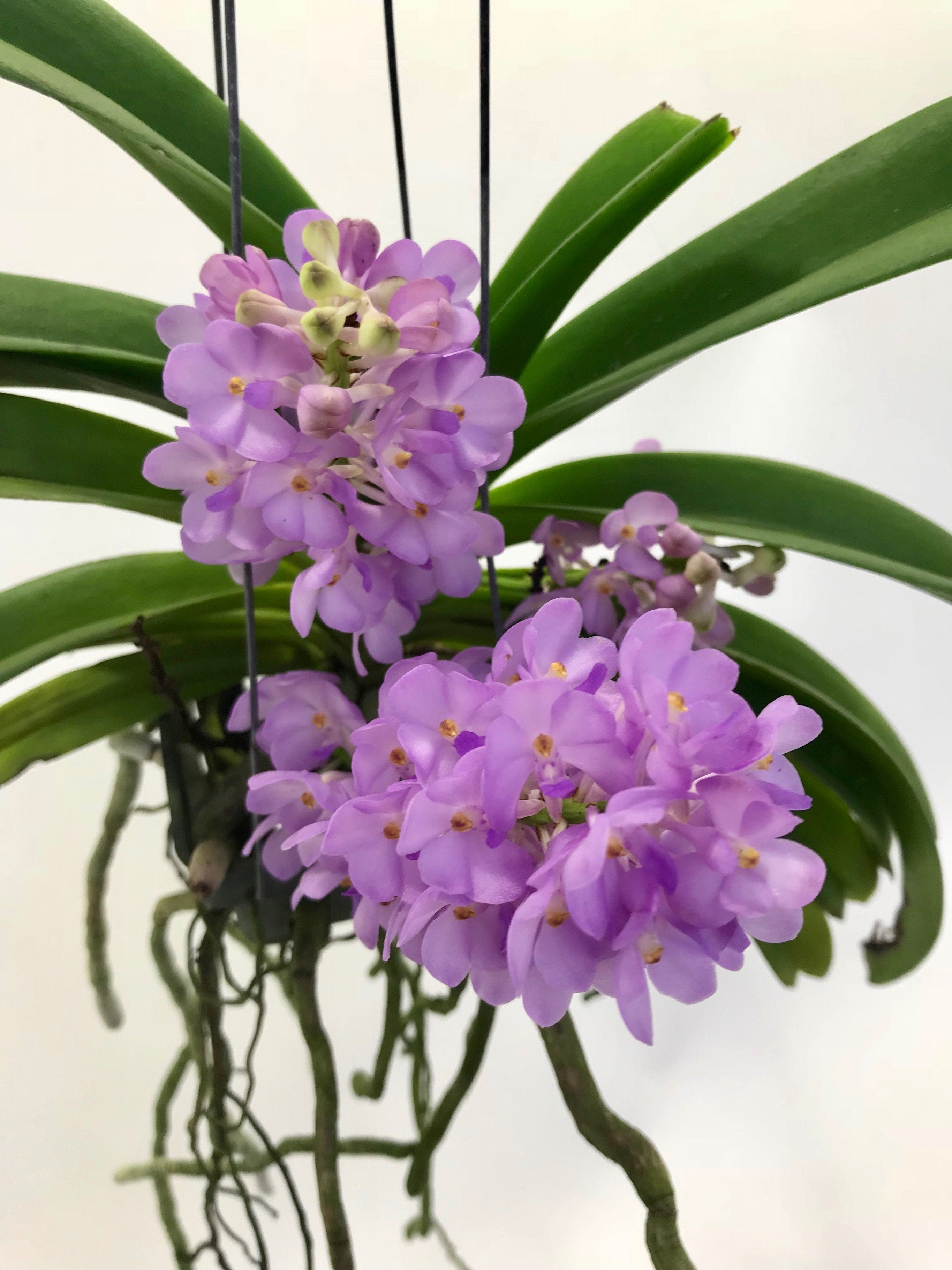 Vandachostylis (Rhctm.) Lilac Blossom (Light Blue)