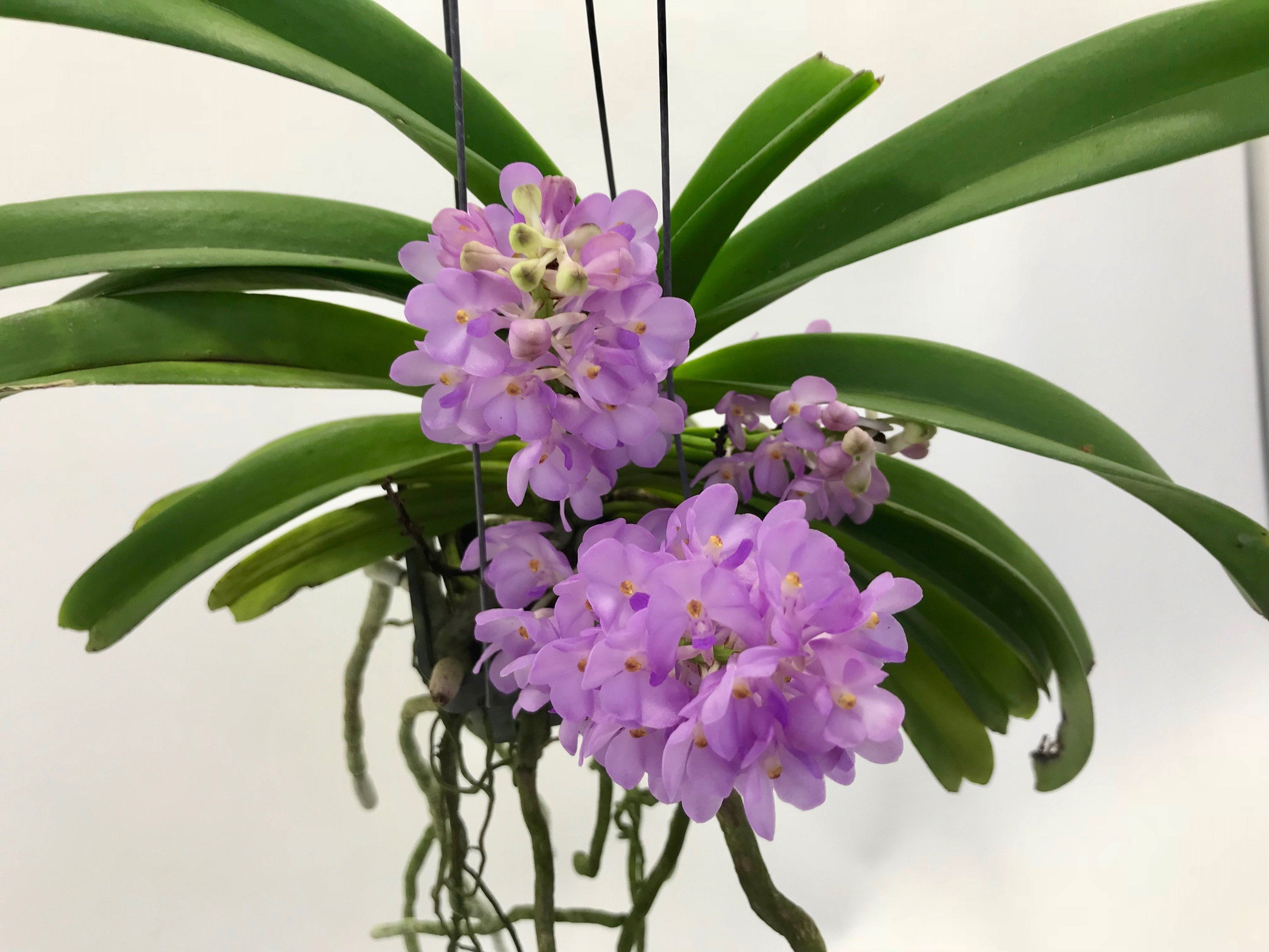 Vandachostylis (Rhctm.) Lilac Blossom (Light Blue)