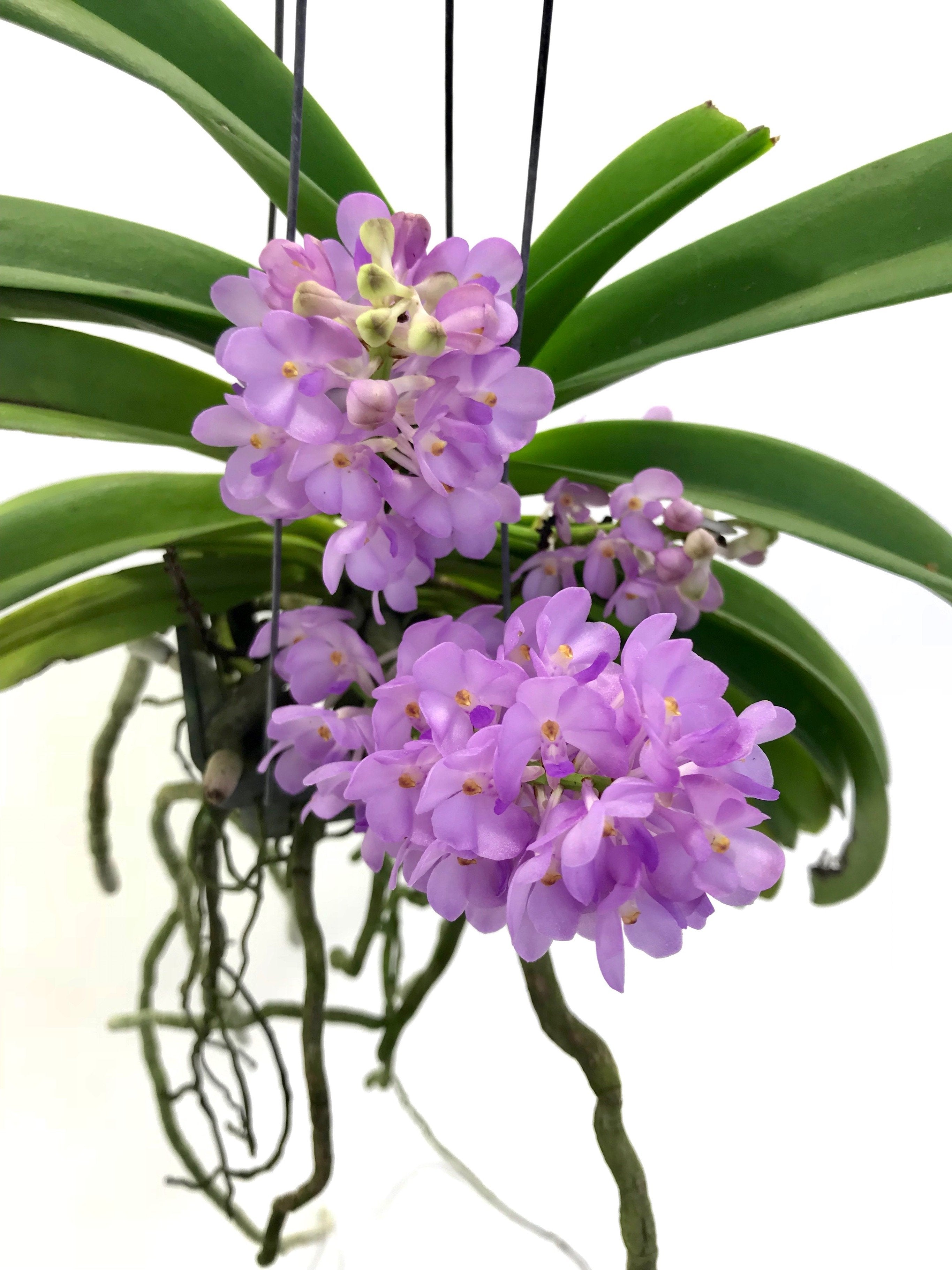 Vandachostylis (Rhctm.) Lilac Blossom (Light Blue)