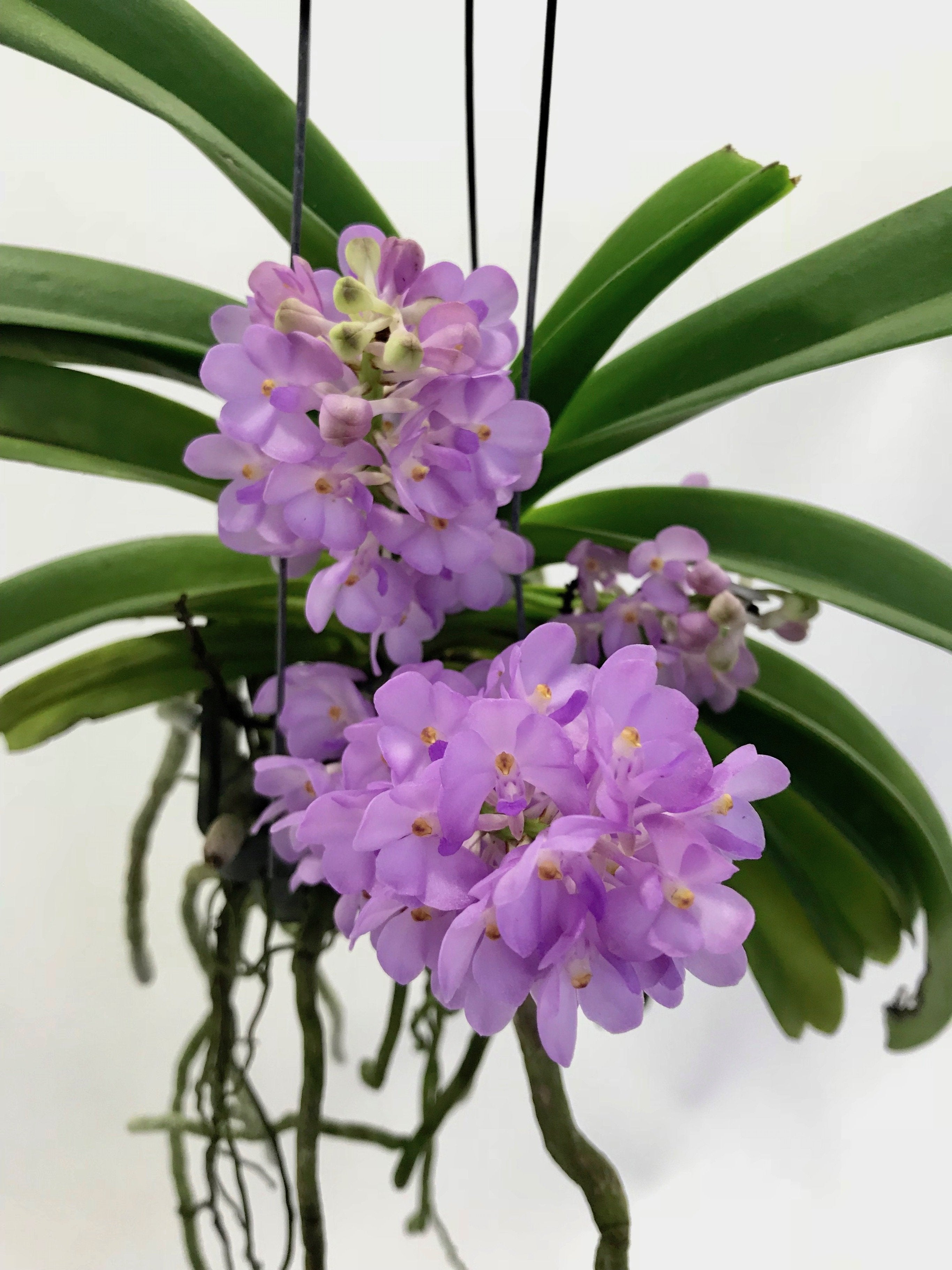 Vandachostylis (Rhctm.) Lilac Blossom (Light Blue)