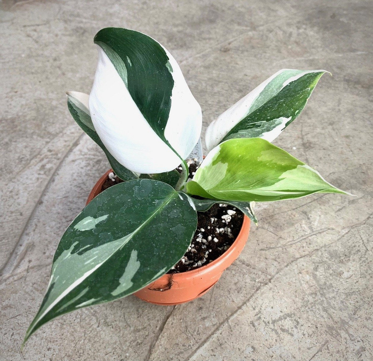 Philodendron White Wizard ''less variegated''