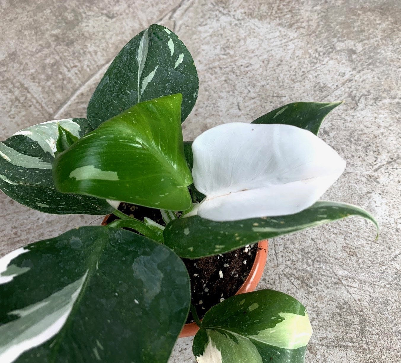 Philodendron White Wizard ''less variegated''