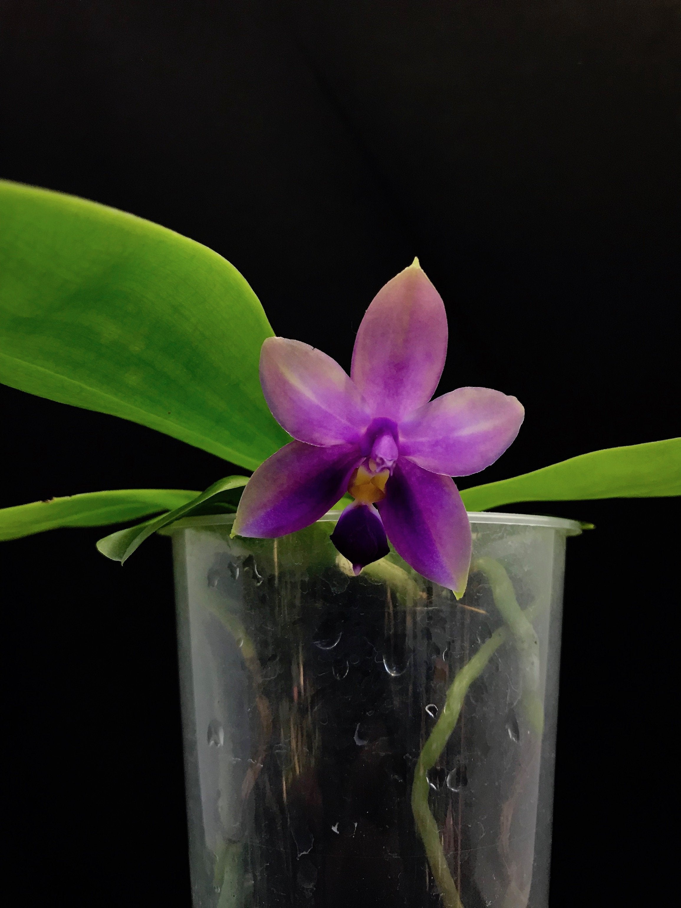 Phalaenopsis Samera (violacea indigo x bellina blue)
