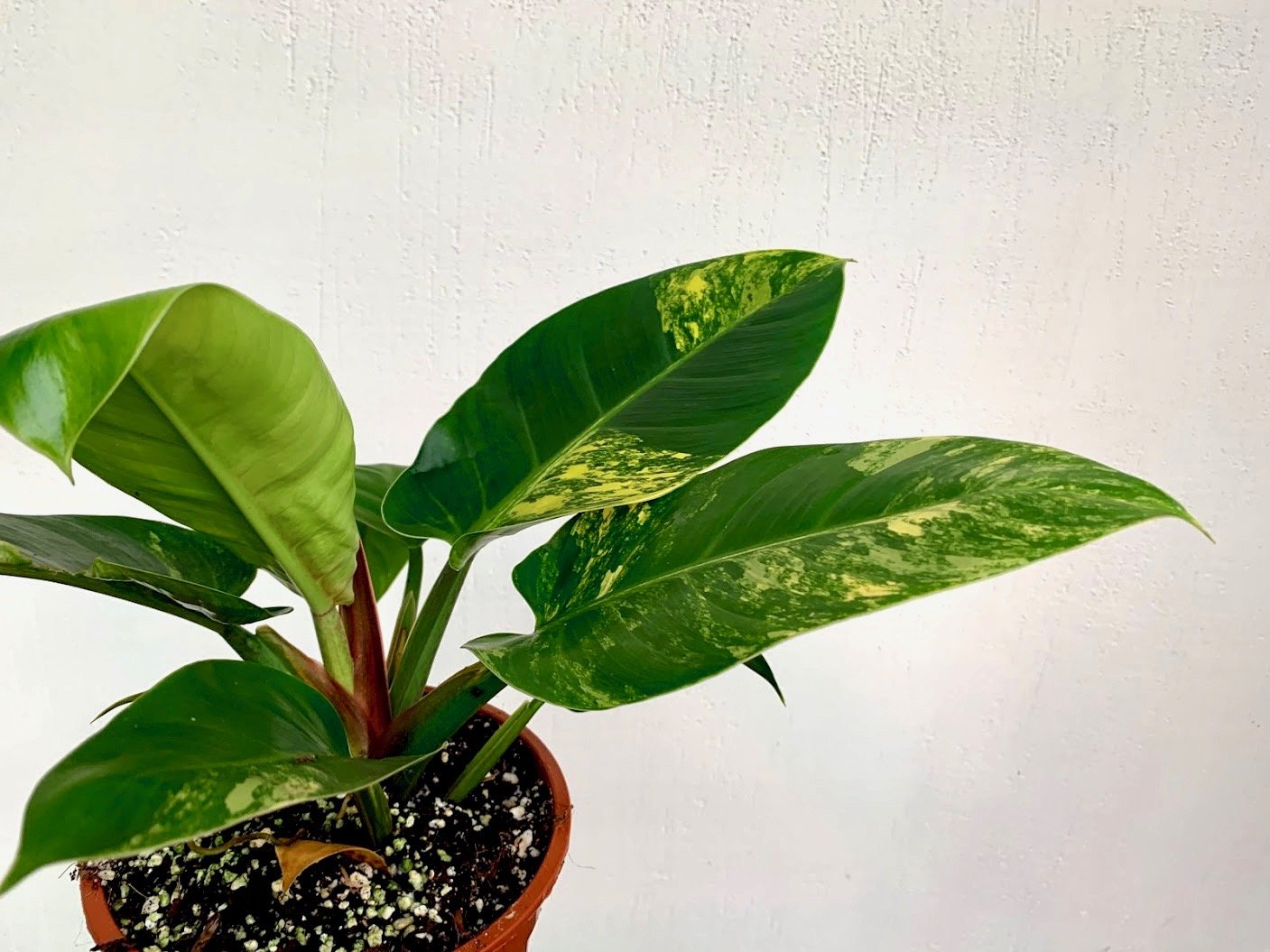Philodendron Green Congo Marble Variegated 'Big'